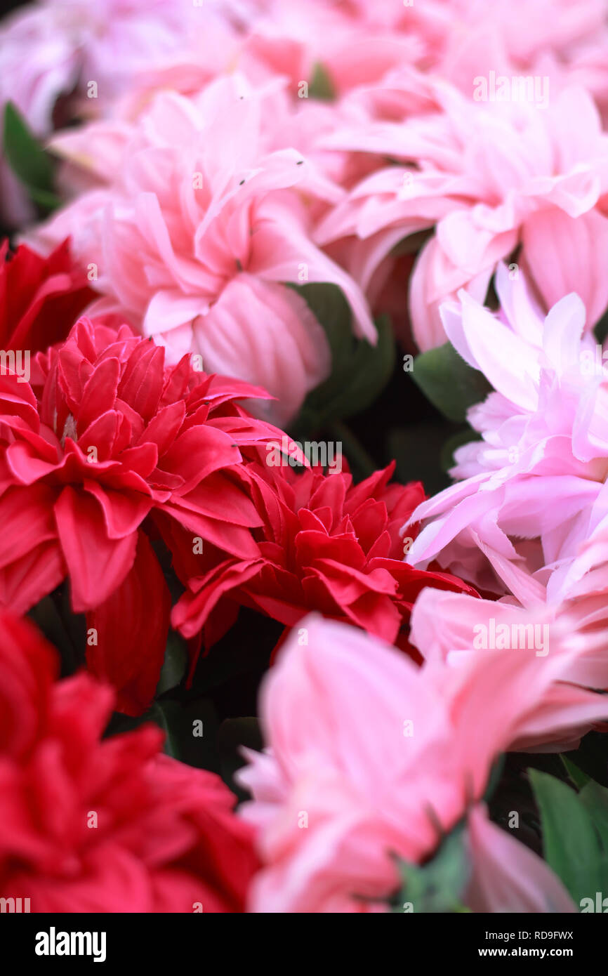 Bellissima rosa Foto Stock