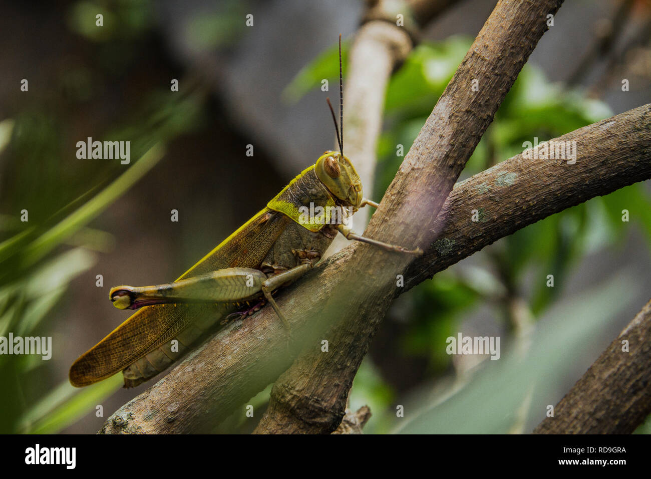 Un grande grasshopper camouflage su uno dei rami di impianto Foto Stock
