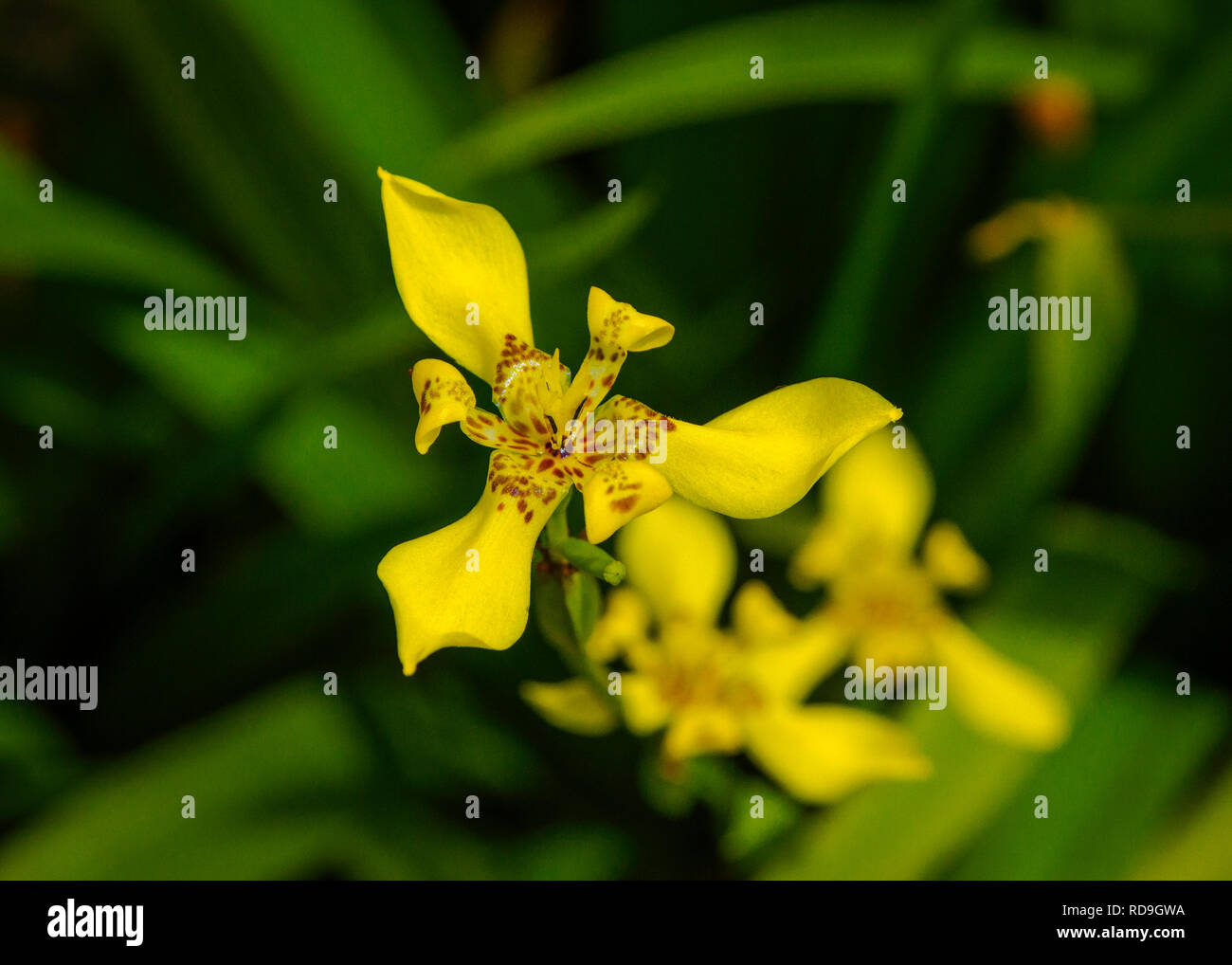 A piedi giallo fiore di Iris Foto Stock
