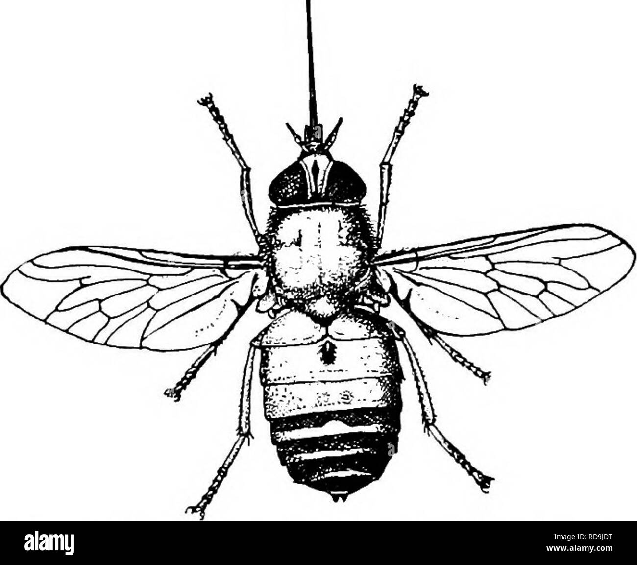 . Parassiti animali e malattia umana. Medical parassitologia; insetti come vettori della malattia. Fig. 225. Apparato boccale di un tabanid; hyp., ipofaringe; lab., labium; etichetta., labellum; labr, Ep., labrum-epipharynx; me., mandibola; max., mascella; max. p., mascellare palpus. deliberato e persistente nella loro alimentazione e non sono facilmente dis- turbed quando hanno iniziato a succhiare il sangue. Il torace è relativamente lunghi e le ali sono vaste e si svolgono generalmente in corrispondenza di un ampio angolo rispetto al corpo, come mostrato in Fig. 227. La marcatura delle ali di solito danno il mezzo più facile per identi- fica del g Foto Stock