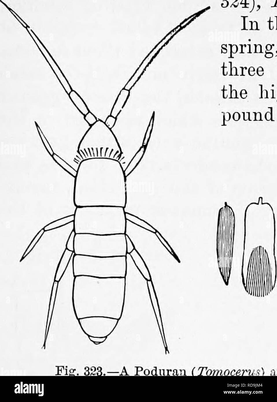. Zoologia : per gli studenti e i lettori . Zoologia. NMUBOPTEHA. 365 La Cinura, cui appartengono i generi Cainjjodea (Fig. 324), Lardoglyphus e Machilis. In questi Tliysanura non vi è alcuna molla, ma le estremità di coda in due o tre setole; e in Machilis, la forma più elevata, ci sono com- Libbra occhi ; in tutti ci sono. Si prega di notare che queste immagini vengono estratte dalla pagina sottoposta a scansione di immagini che possono essere state migliorate digitalmente per la leggibilità - Colorazione e aspetto di queste illustrazioni potrebbero non perfettamente assomigliano al lavoro originale. Packard, A. S. (Alpheus molla), 1839-1905. New York : Egli Foto Stock