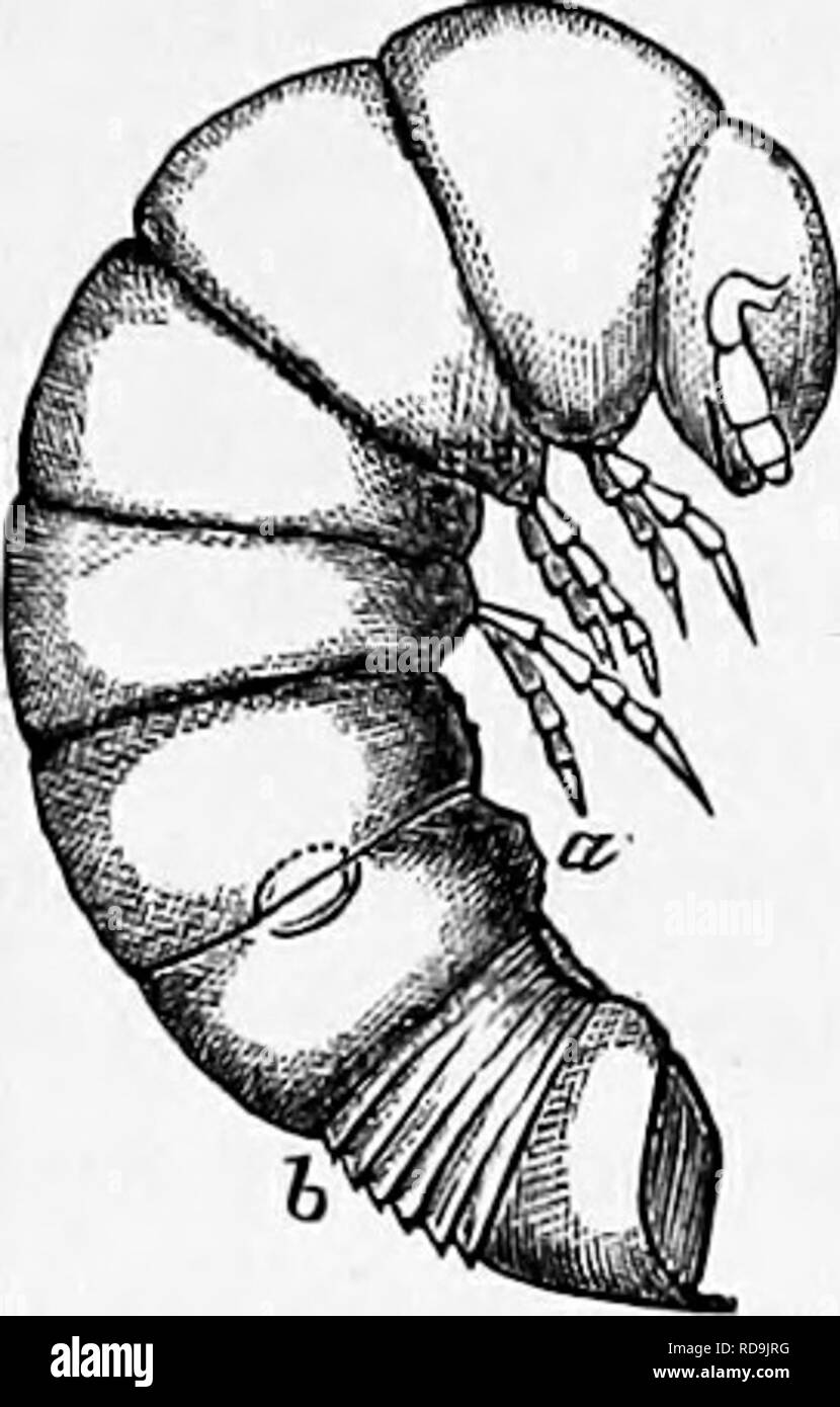 . Zoologia : per gli studenti e i lettori . Zoologia. MTRIOPODS. 357. Fig. ZO.-Spiros- trephon copei della Caverna del Mammuth. Fig. 305.-larva di Jnlus. Un terzo ab- dominal segmento con le nuove arti solo germogliando; b, nuovi segmenti derivanti da- tween il penultimo e l'ultimo segmento.- Dopo Newport.. Si prega di notare che queste immagini vengono estratte dalla pagina sottoposta a scansione di immagini che possono essere state migliorate digitalmente per la leggibilità - Colorazione e aspetto di queste illustrazioni potrebbero non perfettamente assomigliano al lavoro originale. Packard, A. S. (Alpheus molla), 1839-1905. New York : Henry Holt Foto Stock