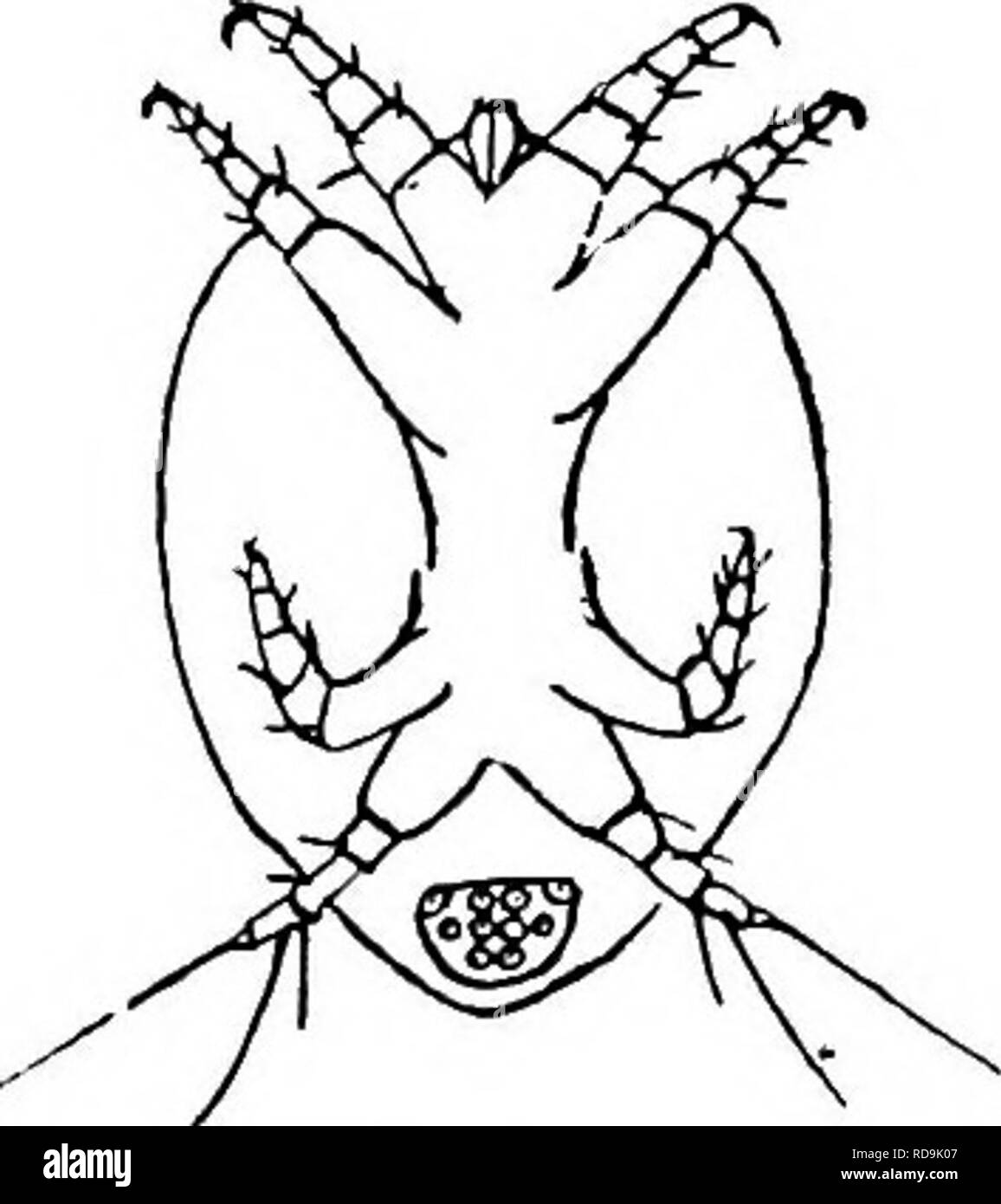 . Parassiti animali e malattia umana. Medical parassitologia; insetti come vettori della malattia. 340 GLI ACARI il corpo è duro e chitinous, non vi è una bocca o apparato boccale, le gambe sono brevi e tozza e di solito vi è un'area in rilievo sulla superficie ventrale con un certo numero di piccoli dischi di aspirazione. Per mezzo di queste ventose la hypopus si allega a insetti o altre creature e viene quindi trasportato in nuove località, l'intero oggetto della fase hypopus apparentemente essendo quello di garantire il passaggio a un nuovo terreno di coltura. Dopo la caduta dalla sua riluttante transporter la hypopus moults in un eigh Foto Stock