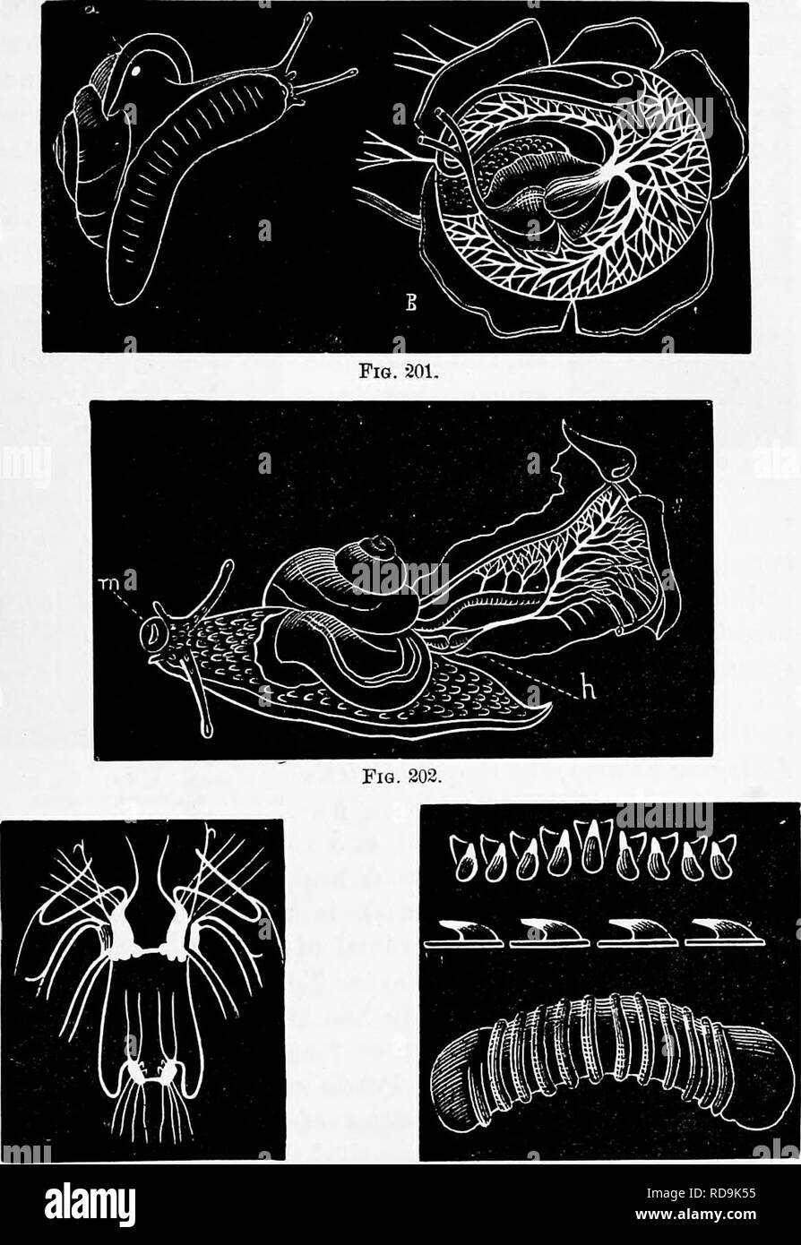 . Zoologia : per gli studenti e i lettori . Zoologia. HELIX ALBOLABBIS. 267. Fie. 203. Fig. 204. Fig. 201.-elica alholabi^, dimensione naturale, un orifizio del polmone. Al?o il cuore e i polmoni di Zimax/ariM ingrandite. Fig. 202.-JTtlix albolaitris, con la phell rimosso per mostrare il cuore (/) e il polmone ; m, bocca.-Questo e figg. 201-204 dopo Morse. Fig. 203.-nervo-centri di Helix alholaLris. Fig. 204.-ganascia (figura inferiore e laterale e vista superiore dei denti del nastro linguale di elica albolabris.. Si prega di notare che queste immagini vengono estratte dalla pagina sottoposta a scansione di immagini che possono essere state migliorate digitalmente f Foto Stock