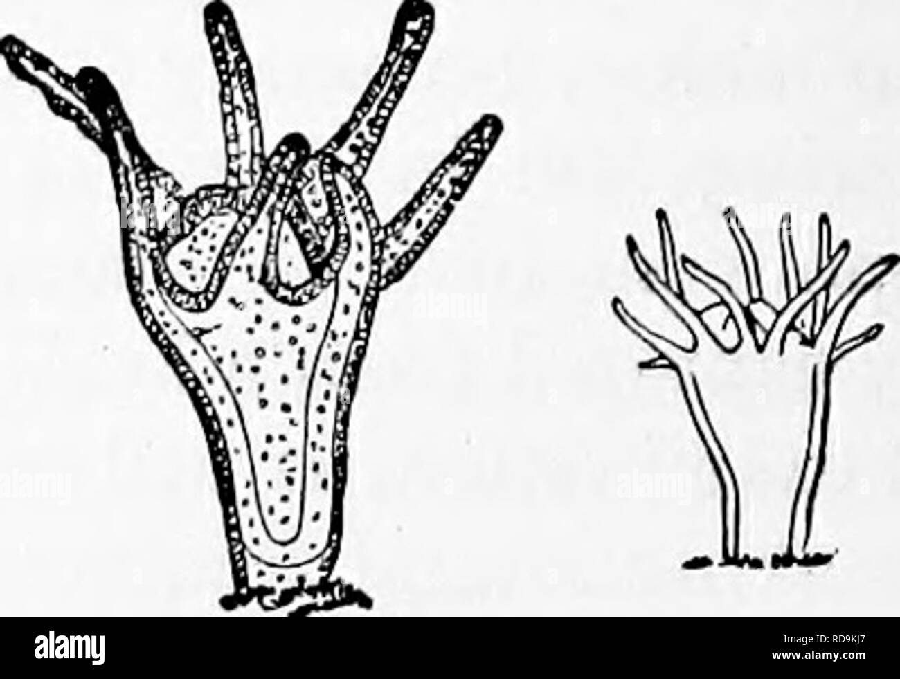 . Zoologia : per gli studenti e i lettori . Zoologia. Fiff. 44.-gastrula di Aure- lia-Iike Afedusa. una primitiva, mese; b, gJlstro-vasculav cavità; c. ectoderin; d, ejidoderm.- Dopo MetschniltofE.. Fig. 45.-Scyphistoma di Anrelia fiaviiluia^ a diverse epoche; magni- mentito.-Dopo Agaseiz. Separare i nervi a tratti che si uniscono con il contatto con gli organi di senso in una speciale quota del bordo del disco, formando il cosiddetto senso-portatori, che si alternano con le otto tentacoli. Avrelia aurita presenta un analogo scollegato nervoso.* Eimer conferma queste scoperte, e afferma che la ner- vous syste Foto Stock