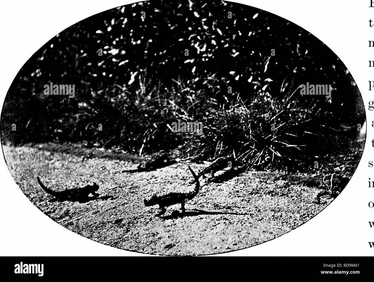 . Il naturalista in Australia. Storia naturale. W. Saoille-Eent, foto. MOLOCH O APOFISI lucertole alimentando ad una formica via, p. 86. essendo uno che è facilmente superato da un uomo di moderare la camminata. Di conseguenza, nessun rischio di perdere il loro era rischiato ruotandoli allentati dal ciglio della strada o in un giardino a piedi dove un banchetto di formiche era facilmente accessibile. Un preferito pascolo di una mezza dozzina di esemplari portati dall'autore dal quartiere Gascoigne a Perth in Western Aus- tralia, era il governare- mento di giardini in ultimo- nominata città, molti dei percorsi di cui pittoresco arrotonda un Foto Stock