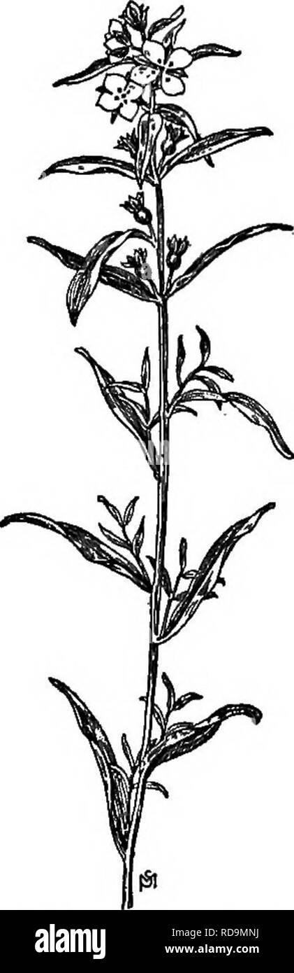 . Un manuale di erbacce : con le descrizioni di tutti i più perniciosi e fastidioso piante negli Stati Uniti e in Canada, le loro abitudini di crescita e di distribuzione, con metodi di controllo . Le erbacce. ONAGSACEAE (.Evening Primerose famiglia) 293 l'axils su molto corti peduncoli; essi sono quasi un pollice di ampio, con quattro giallo chiaro, petali arrotondati, tra cui mostrano le quattro punte, spalmatura, simile a foglia lobi del calice, circa il più a lungo. Quando presentate spennate, petali quasi sempre cadere lontano; stami quattro, inserito con i petali; ovaia quattro-celled l. Capsule lisci, quadrata con angoli alato e rotonde Foto Stock