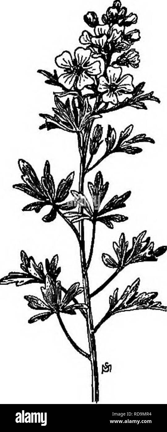 . Un manuale di erbacce : con le descrizioni di tutti i più perniciosi e fastidioso piante negli Stati Uniti e in Canada, le loro abitudini di crescita e di distribuzione, con metodi di controllo . Le erbacce. 278 (MALVACEAE MALVA FAMIGLIA) velenosi, ma Pammel1 afferma che " non vi è alcuna prova di sup- porto questa vista." (Fig. 194.) deriva da due a dieci pollici in altezza, crescendo in fasci da un peren- nial deep-taproot noioso. Foglie Alternate ma uno o due pollici di lunghezza, arrotondato ovale in breve ma profondamente da tre a cinque lobi e seg- menti ancora incisa; foglie inferiori con sottili piccioli ma th Foto Stock