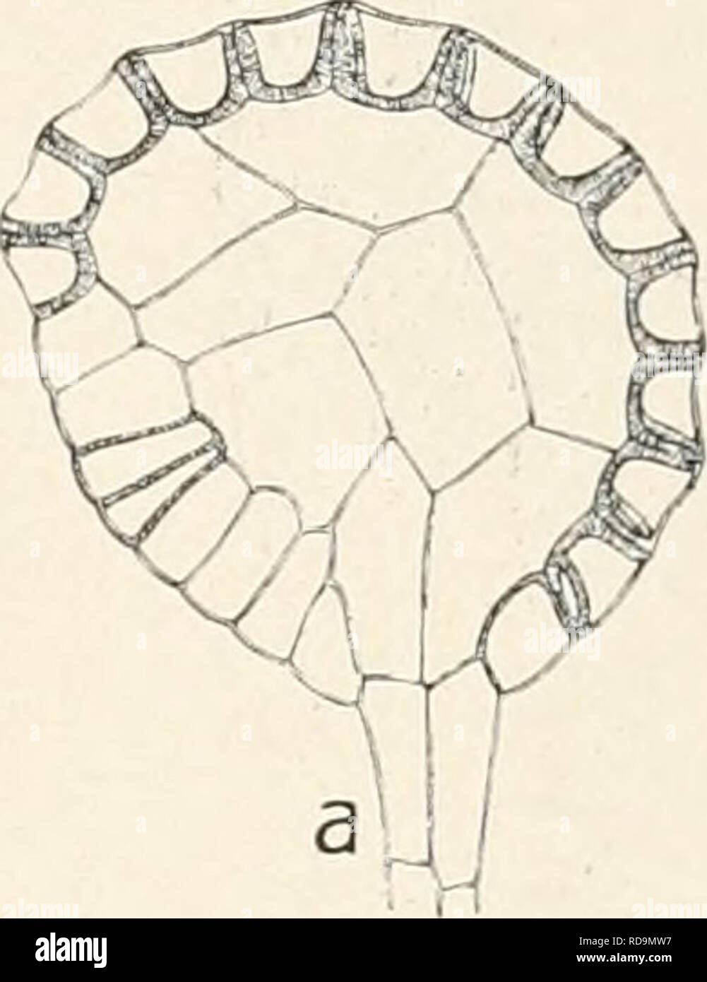 . Einführung in die Biologie. Biologia. Bau und Leben der Moose und farne. 51 schmäler aber höher, ihre Innen- und Seitenwände sind braun und stark verdickt. Der aus den schmalen Zellen gebildete "anello" stößt auf der einen Seite der Kapgel an den Stiel un, gegenüber trennt ihn vom Stiel eine Gruppe von flachen, breiten Zellen. Beim Austrocknen der reifen Kapsel streckt sich der Ring gerade und reißt dabei den Sporensack zwischen den breiten Zellen auf (b). Dadurch werden die Sporen einzelligen mit brauner, faltiger Haut freigegeben. Wenn die spora auf feuchter Erde keimt, così erzeugt Sie einen k Foto Stock