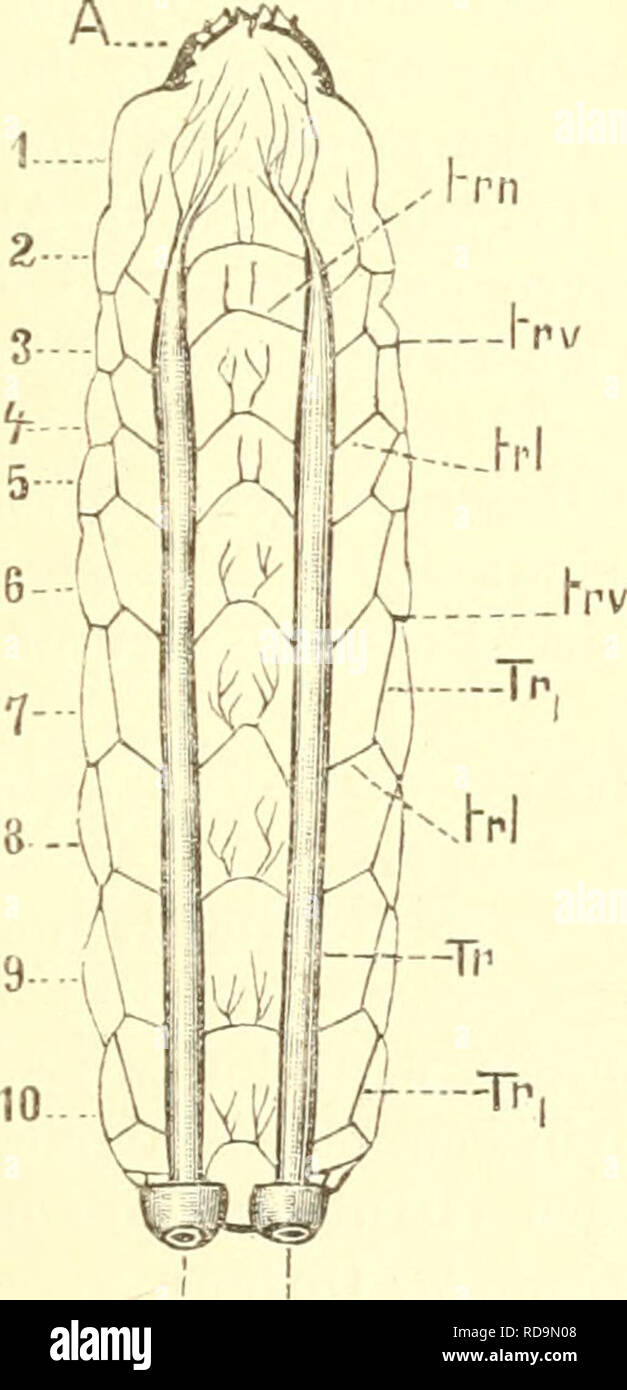 . Einführung in die Kenntnis der Insekten. Entomologia. Das ganz oder teilweise geschlossene Tracheensysteni. 523 Yorscliub geleistet. Die Vergrösserung wii-d'en-eiclit durcli blatt- föi-mige oder scMaucliföiTQige Ausstülpungen der Köi-perhaut, in welche dann verzweigte Luftröliren münden. Diese Gebilde sind die erwälmten Tracheenkiemen, durch welche die Atmung im Wasser ermöglicht wird. Die Luftröhren nehmen aus dem die Kiemen um- spülenden Wasser den zur Atmung nötigen Sauerstoff auf. Ein solcher Atmungsapparat hat für die damit versehenen Insektenlarven den Vorteil, dass sie stets unter Wass Foto Stock