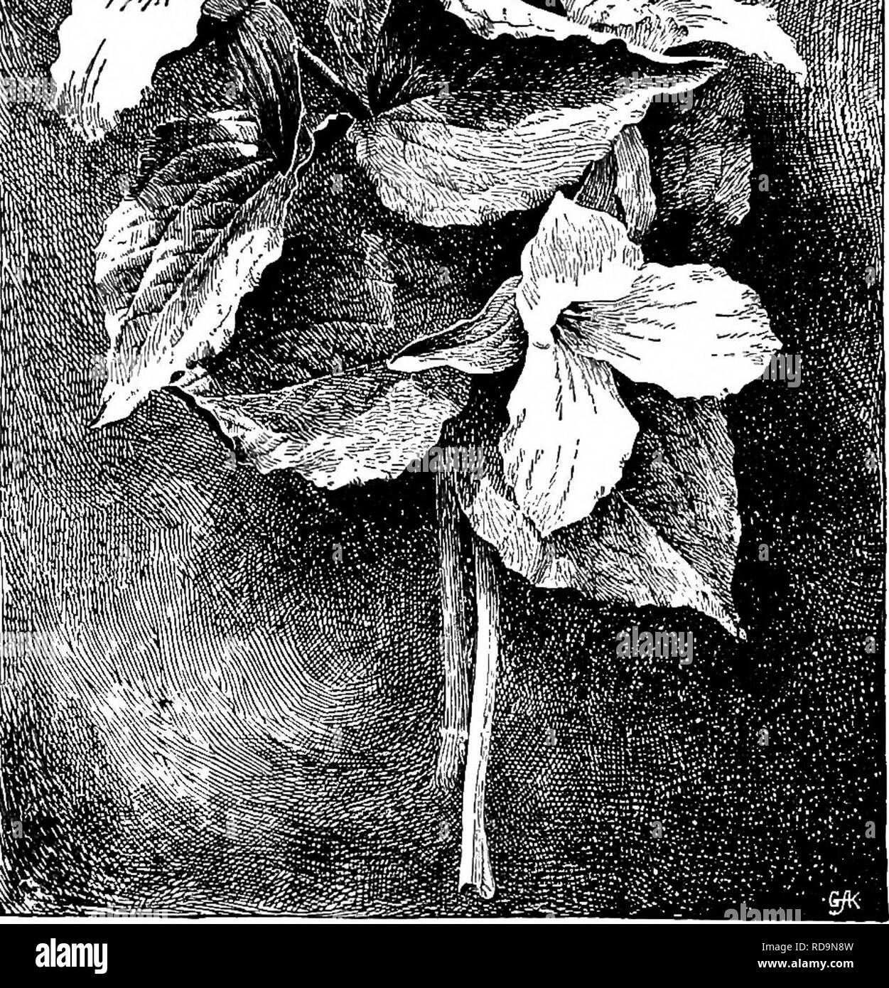 . Manuale di giardinaggio : una guida pratica per la realizzazione di motivi di casa e la coltivazione di fiori, frutta e verdura per uso domestico . Il giardinaggio. 266 Manuale di giardinaggio presto dimenticare-me-non, Myosotis dissitiflora. 6 a. Aprile-giugno. SmaU grappoli di deep sky-blue flowers. Abito tufted. BX'^ro^"kl^.-. 252. La wild Trillium grandiflorum. Everblooming F., M. palustris var. semperflorens. 10 a. La luce blu; diffusione di abitudine. Blu-campane, Mertensia Virginica.* 1 ft. Aprile-maggio. Fiori blu,. Si prega di notare che queste immagini vengono estratte dalla pagina sottoposta a scansione di immagini che possono essere state migliorate digitalmente Foto Stock