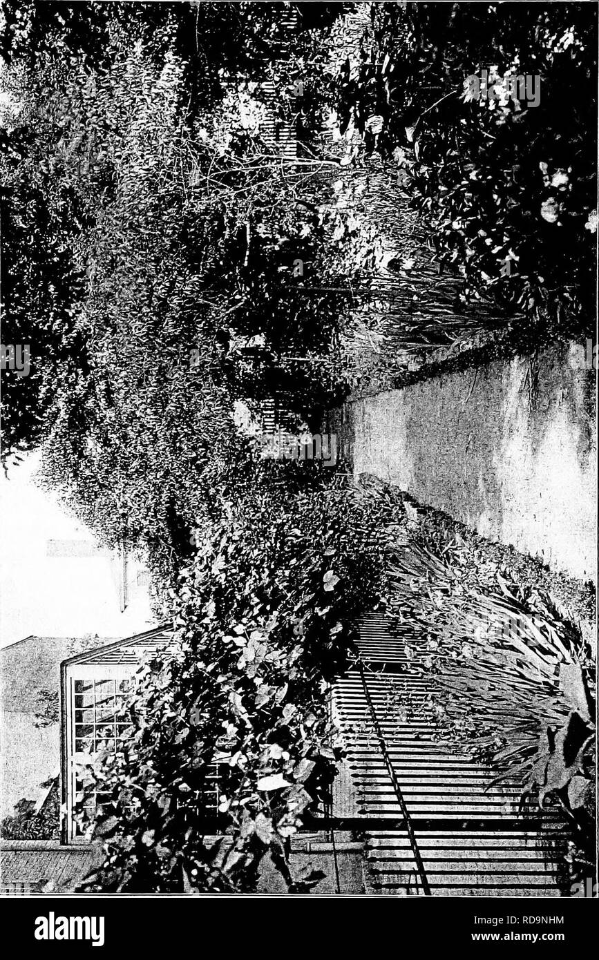 . Giardini vicino al mare; la realizzazione e la cura dei giardini su o vicino alla costa con riferimento anche per prati e giardini e da alberi e arbusti. Il giardinaggio. . Si prega di notare che queste immagini vengono estratte dalla pagina sottoposta a scansione di immagini che possono essere state migliorate digitalmente per la leggibilità - Colorazione e aspetto di queste illustrazioni potrebbero non perfettamente assomigliano al lavoro originale. Lounsberry, Alice. New York, Frederick A. Stokes company Foto Stock