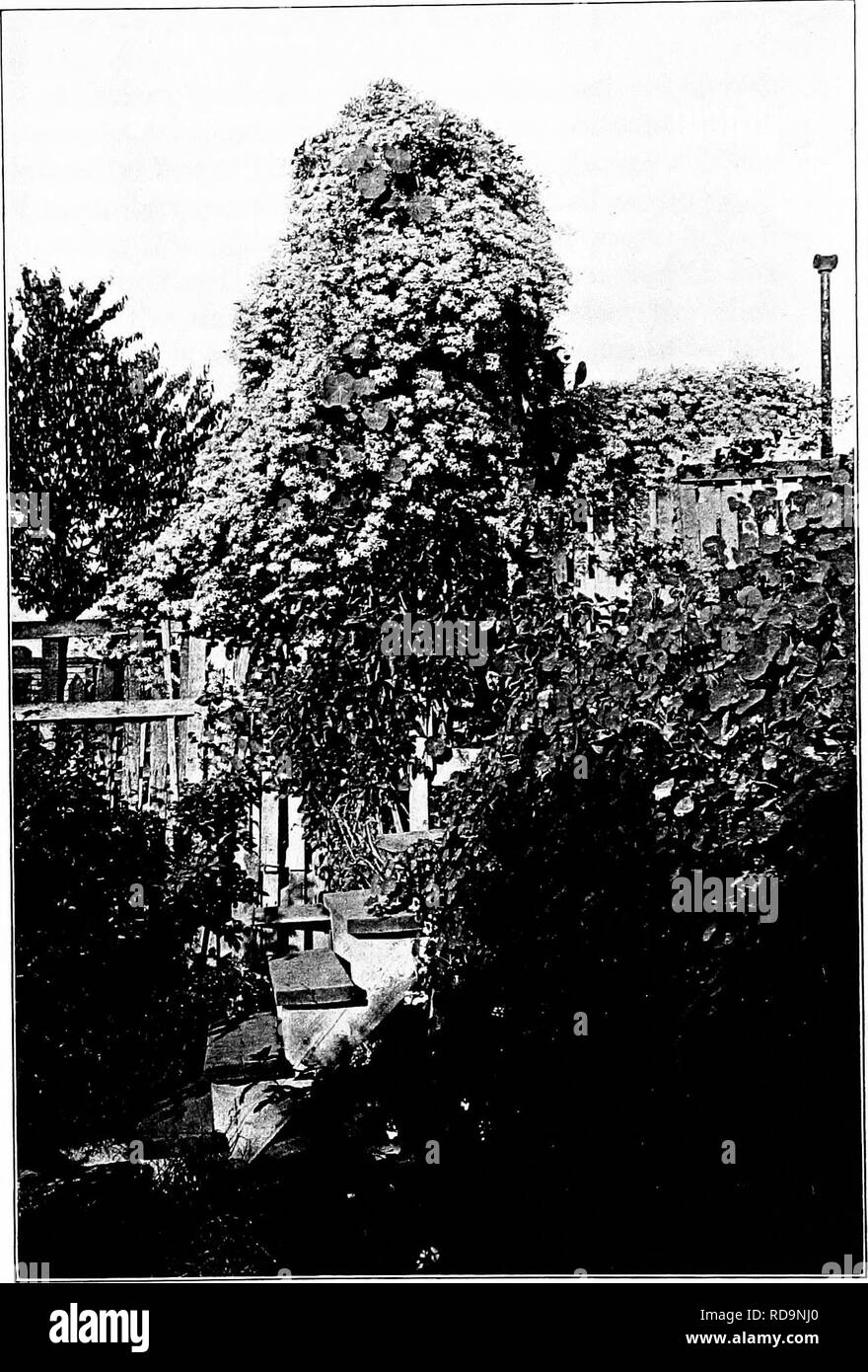 . Giardini vicino al mare; la realizzazione e la cura dei giardini su o vicino alla costa con riferimento anche per prati e giardini e da alberi e arbusti. Il giardinaggio. Piastra XXIX CLEMATIS PANICULATA e i Nasturzi, vitigno MARBLEHEAD, mass. Si prega di notare che queste immagini vengono estratte dalla pagina sottoposta a scansione di immagini che possono essere state migliorate digitalmente per la leggibilità - Colorazione e aspetto di queste illustrazioni potrebbero non perfettamente assomigliano al lavoro originale. Lounsberry, Alice. New York, Frederick A. Stokes company Foto Stock