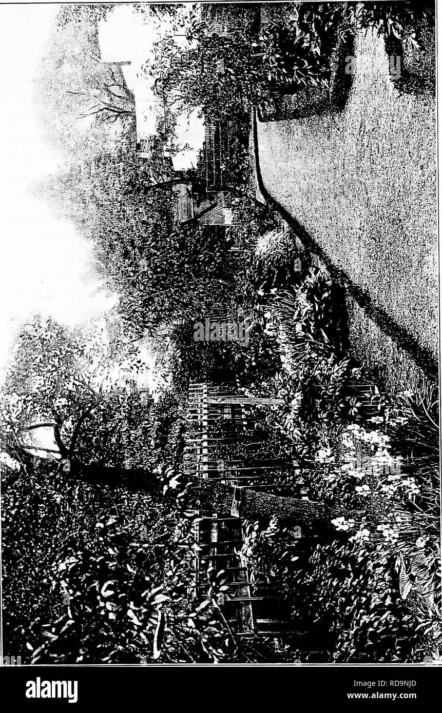. Giardini vicino al mare; la realizzazione e la cura dei giardini su o vicino alla costa con riferimento anche per prati e giardini e da alberi e arbusti. Il giardinaggio. . Si prega di notare che queste immagini vengono estratte dalla pagina sottoposta a scansione di immagini che possono essere state migliorate digitalmente per la leggibilità - Colorazione e aspetto di queste illustrazioni potrebbero non perfettamente assomigliano al lavoro originale. Lounsberry, Alice. New York, Frederick A. Stokes company Foto Stock