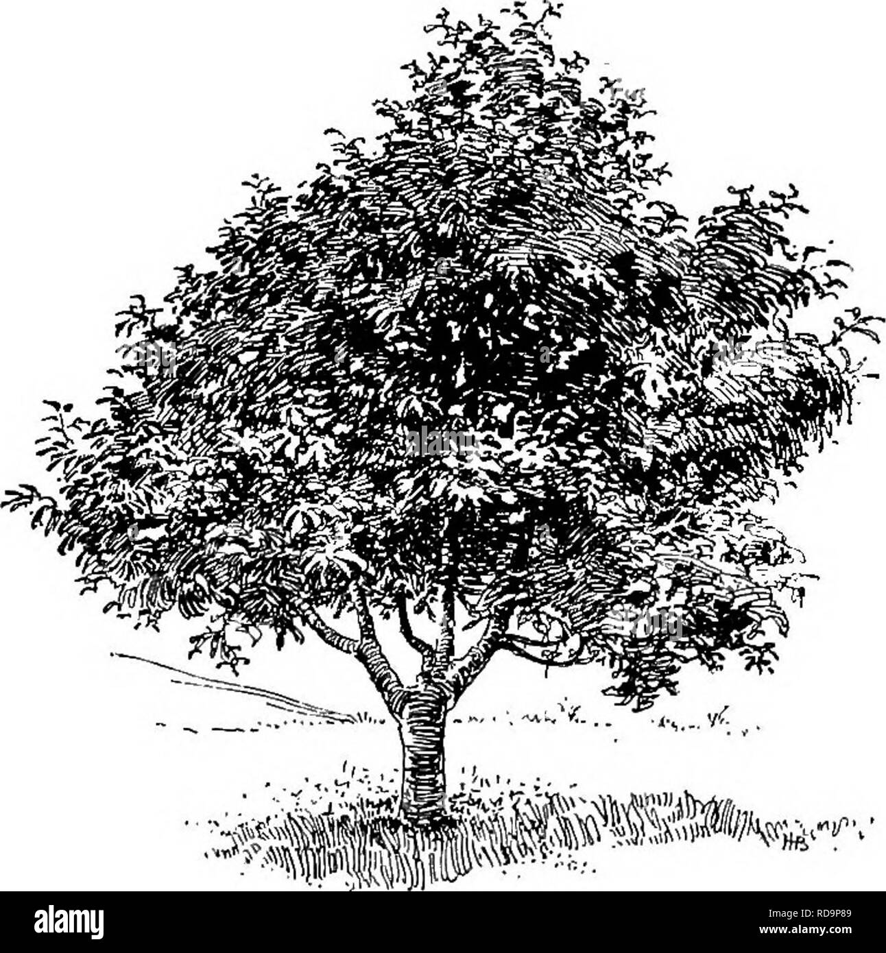 . Manuale di giardinaggio : una guida pratica per la realizzazione di motivi di casa e la coltivazione di fiori, frutta e verdura per uso domestico . Il giardinaggio. Il PIANO GENERALE O TEORIA DEL POSTO 43 uomini alberi rispetto all'utilizzo di composizione, - tiiat è, come parti di gruppi generali di alberi, dove i loro caratteri servono per rompere la monotonia delle forme più pesanti e più pesanti foHage. I pioppi sono gay alberi, come regola, specialmente quelli, come l'Aspens, che hanno un fogliame tremante. Le foglie sono luminose e le cime degli alberi sono sottili. Il comune di aspen o "popple", Populus tremuloides, dei nostri boschi, Foto Stock
