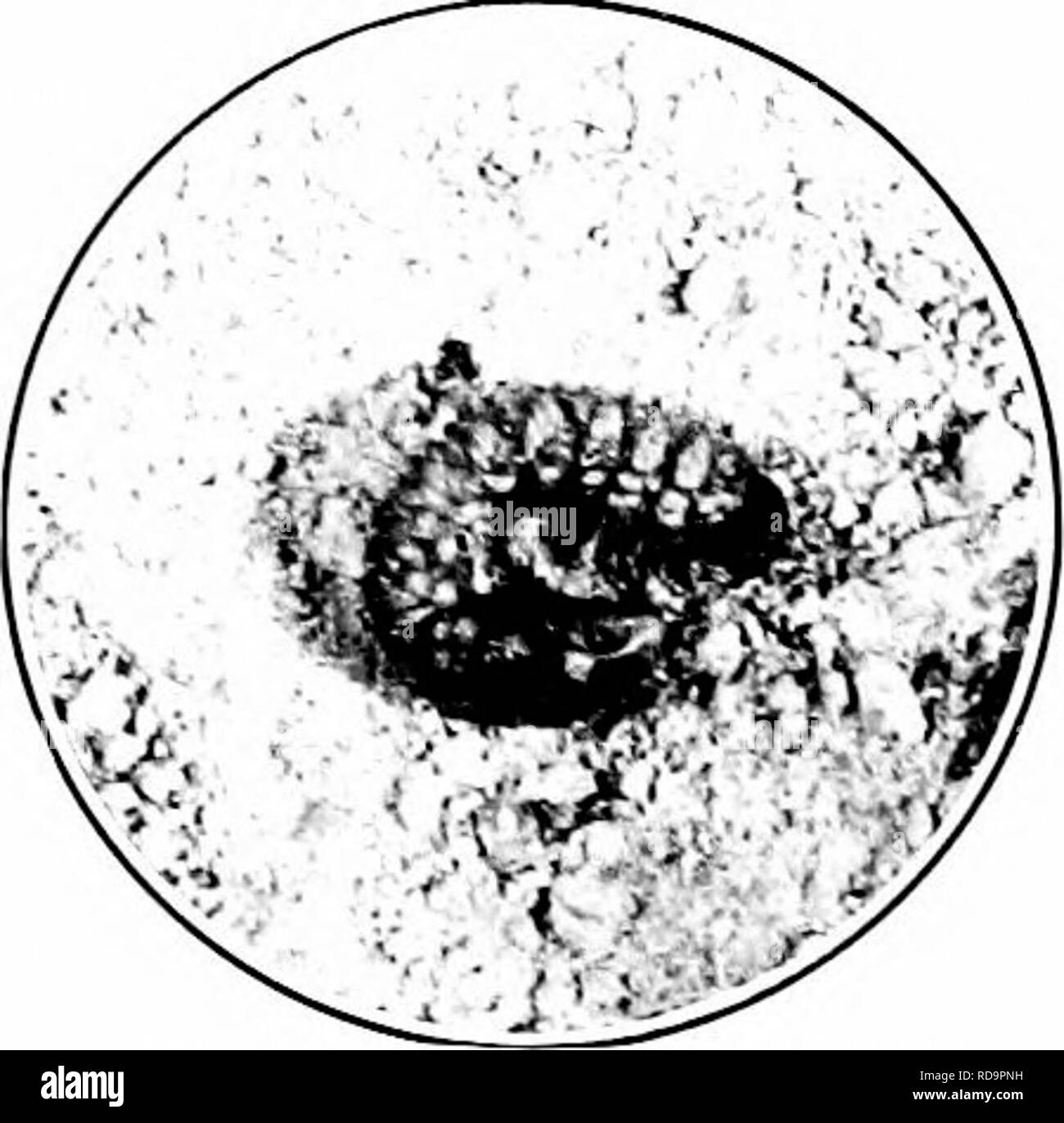 . Insetti dannosi : come riconoscere e il loro controllo . Pesti di insetto e pesti di insetto. Fk;. 495. - La rosa-chafer. En- grandi e la dimensione naturale. Originale. A causa della sua lona; gambe l'insetto sembra più grande di quello che è. In abitudini è lenta. I fori sono mangiati nella frutta e i lati delle uve non aperti a fiori sono consumati in modo tale da arrivare a stami e polline w'itliin. In fiori i coleotteri a- tack soprattutto le parti centrali. Le razze di insetti nel terreno sabbioso. Il lar-a è piccolo, di colore biancastro di grub e si nutre di radici di erba. In autunno si va giù lielow linea di gelo, tornando in primavera e t Foto Stock