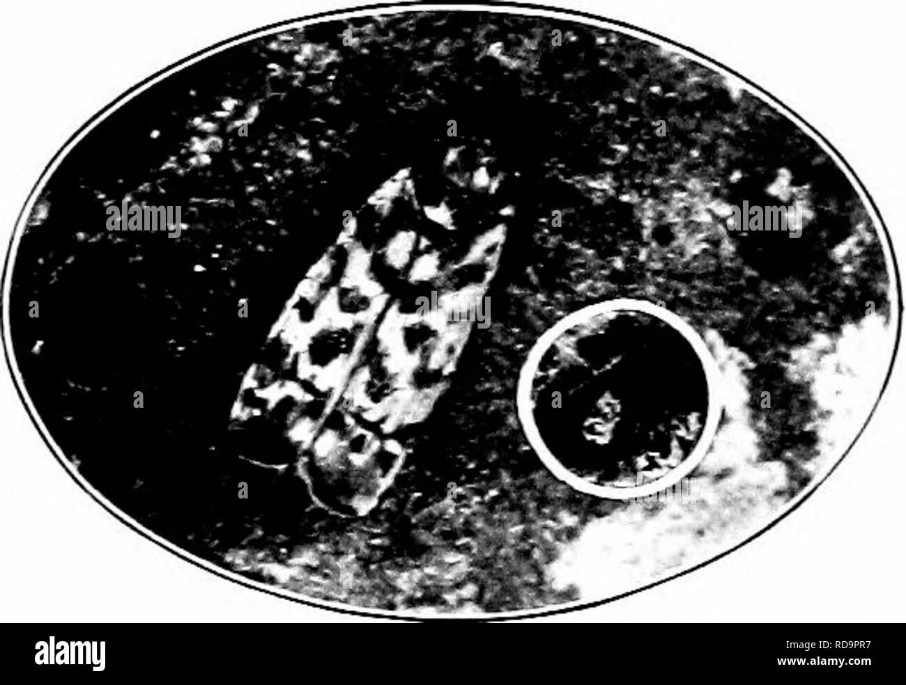 . Insetti dannosi : come riconoscere e il loro controllo . Pesti di insetto e pesti di insetto. Fig. 47S. - W ork delle foglie di uva-tramoggia. Origiiial. e non hanno le ali. Sia gli adulti e alimentazione mTuphs sul sotto sur- volto di foglie. Gli adulti lasciare l'uva in ottobre e di migrare a vegetazione circostante. Essi ovenvinter in dead, caduto foglie, mucchi di erba, o qualsiasi altra analoga protezione. In primavera si nutrono prima sulle erbacce, quindi migrare indietro per le uve e i feed sui giovani germogli e foglie. Le uova sono fissate nel tessuto di foglie di uva in Jmie e luglio. XTnplis emerge poco e sono ntune Foto Stock