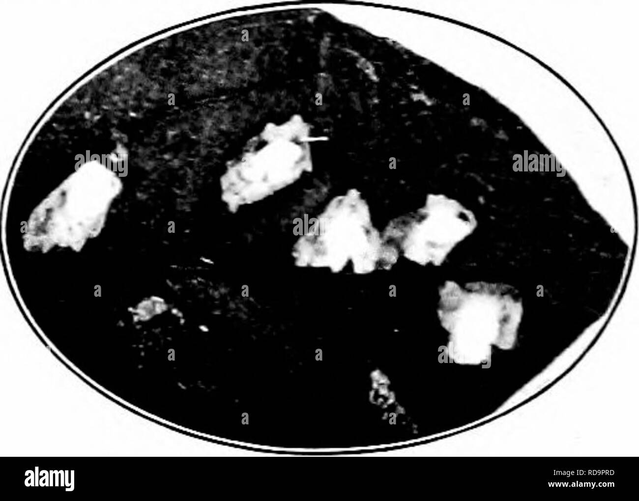. Insetti dannosi : come riconoscere e il loro controllo . Pesti di insetto e pesti di insetto. Fig. 475. - Bozzoli del Resplen- dent scudo-portatore su un pezzo di corteccia. Originale. Fig. 476. -La protezione splendente- bearer. Foglia di Apple sho^'ing miniere e delle sezioni rimosse. Occasionalmente Apple, prugna, o mela cotogna mostrano la caratteristica opera di questo insetto. Romid, miniere trasparente sono realizzati nelle foglie, e. Si prega di notare che queste immagini vengono estratte dalla pagina sottoposta a scansione di immagini che possono essere state migliorate digitalmente per la leggibilità - Colorazione e aspetto di queste illustrazioni potrebbero non perfettamente assomigliano a th Foto Stock