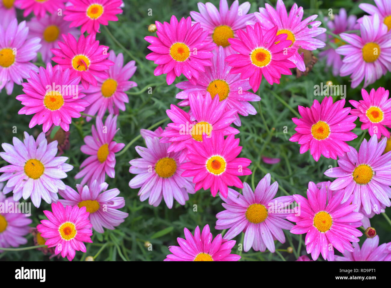 Fiori con un elevato contrasto di colore rosa e viola chiaro e petali di colore giallo brillante parti centrali con carpels e stami. Foto Stock