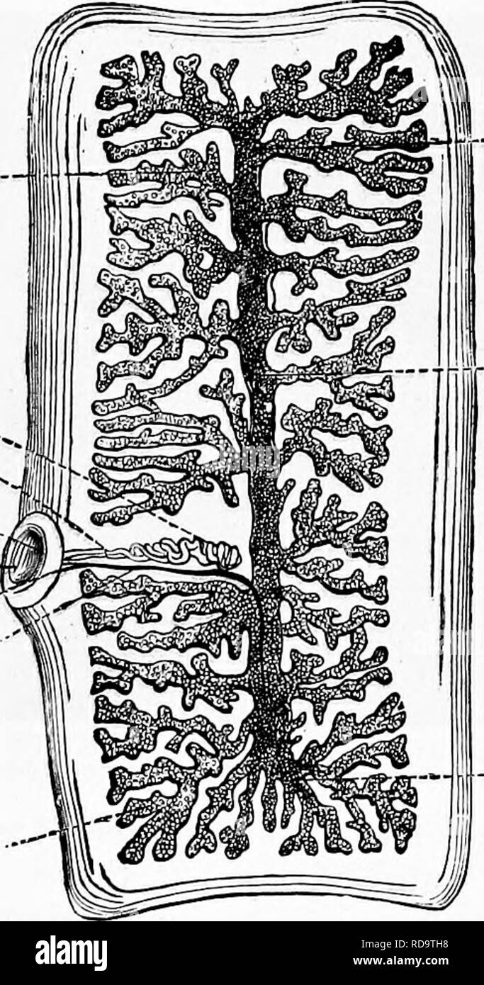 . Zoologia : per gli studenti e i lettori . Zoologia. 158 Zoologia. suiBcient per uccidere il Cysticerci. Macellerie soprattutto soffrono da nastro-Worm, dalla loro abitudine di mangiare i bit di carne cruda, carne di manzo e di vitello harboring Cysticerci, che trasformano in specie di Tainia quasi come come pregiudizievole Tmnia solium. Come una questione di corso, nell'utilizzo di farmaci per espellere un nastro- worm, essi dovrebbero essere spinto in modo da portare via l'intero animale, come nuovi segmenti crescono dalla prossimità della testa come rapidamente come la proglottides sono staccati. Il Cisticerco di un altro nastro pregiudizievole-worm vive nei muscoli e interno Foto Stock