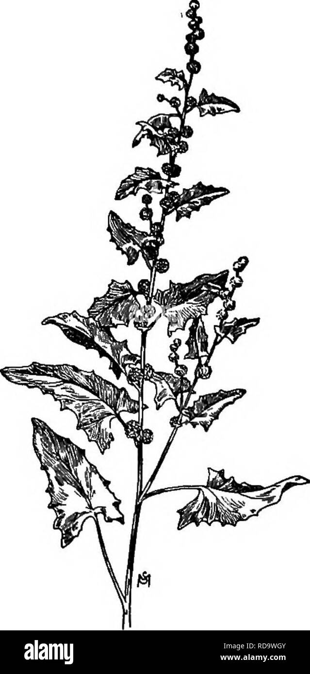 . Un manuale di erbacce : con le descrizioni di tutti i più perniciosi e fastidioso piante negli Stati Uniti e in Canada, le loro abitudini di crescita e di distribuzione, con metodi di controllo . Le erbacce. CHBNOPODIACEAE (Famiglia GOOSEFOOT) 111 Densamente affollato, sessili clusters lungo la parte superiore dello stelo e di rami in basso axils; calice tre-cinque parted, diventando carnosi e profondo rosso quando è maturo, rendendo il look dei cluster come fragole. Seme di forma ovoidale, leggermente appiattito, liscio, nero opaco. (Fig. 68.) i mezzi di controllo previene la produzione di sementi o da mano-trazione o da vicino il taglio di WH Foto Stock