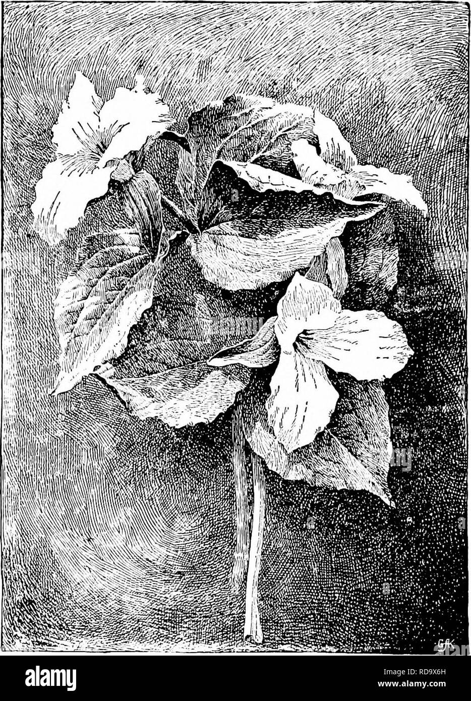 . Manuale di giardinaggio; una guida pratica per la realizzazione di motivi di casa e la coltivazione di fiori, frutta e verdura per uso domestico. Il giardinaggio. 266 Manuale di giardinaggio presto dimenticare-me-non, Myosolis diasitiflora. 6 a. Aprile-giugno. Piccoli cluster di profondo blu cielo fiori. Abito tufted.. 252. La wild Trillium granditlorum. Everblooming F., M. palustris var. semperflorens. 10 a. La luce blu; diffusione di abitudine. Blu-campane, Mertensia Virginica* 1 ft. Aprile-maggio. Fiori blu,. Si prega di notare che queste immagini vengono estratte dalla pagina sottoposta a scansione di immagini che possono essere state migliorate digitalmente per migliorare la leggibilità Foto Stock