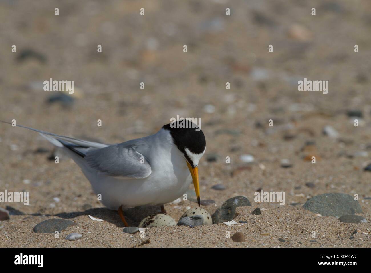 Fraticello (Sterna albifrons ) avvicinando nido sulla spiaggia , con anello per monitorare la longevità della vita Foto Stock