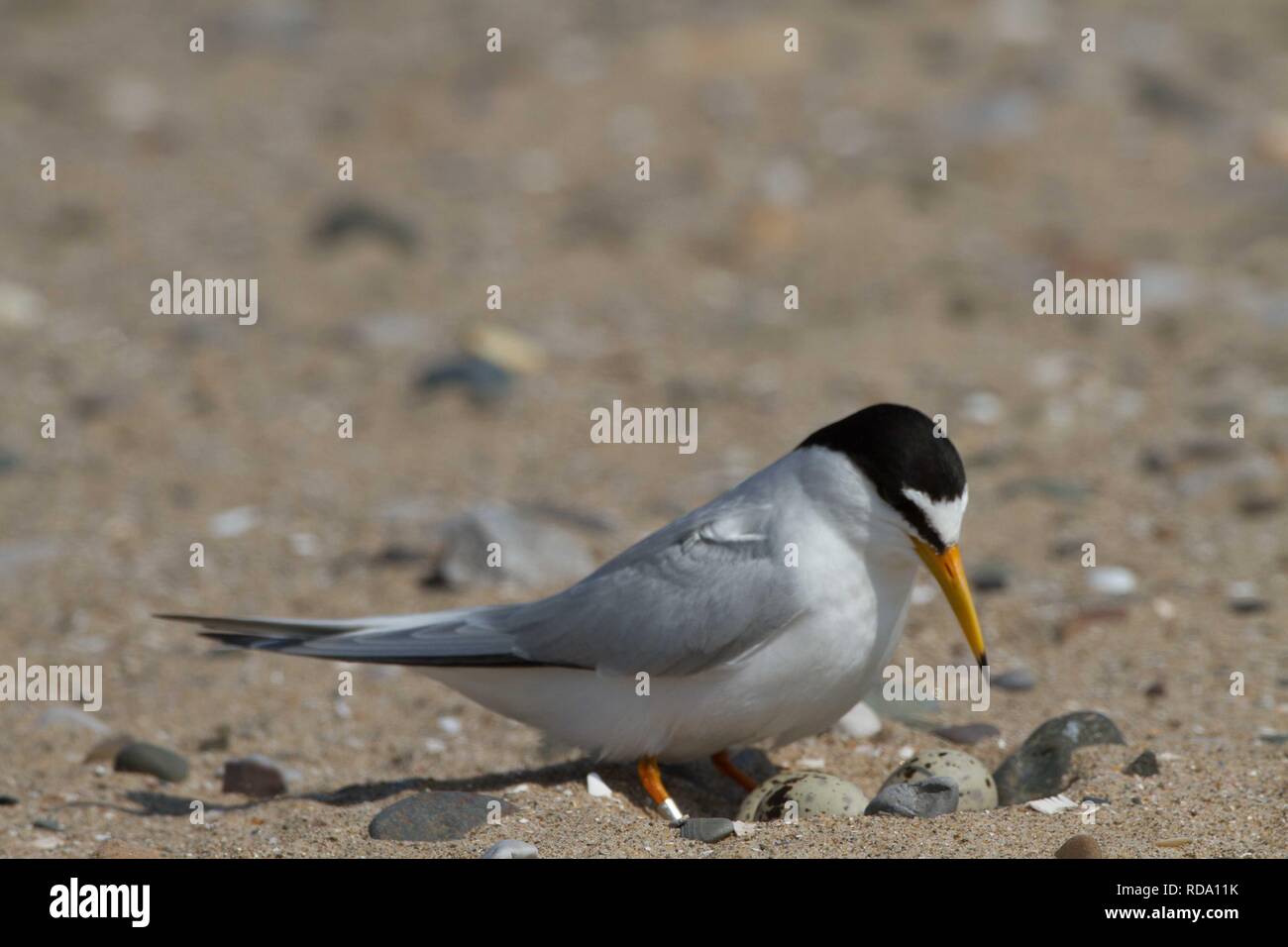 Fraticello (Sterna albifrons ) avvicinando nido sulla spiaggia , con anello per monitorare la longevità della vita Foto Stock