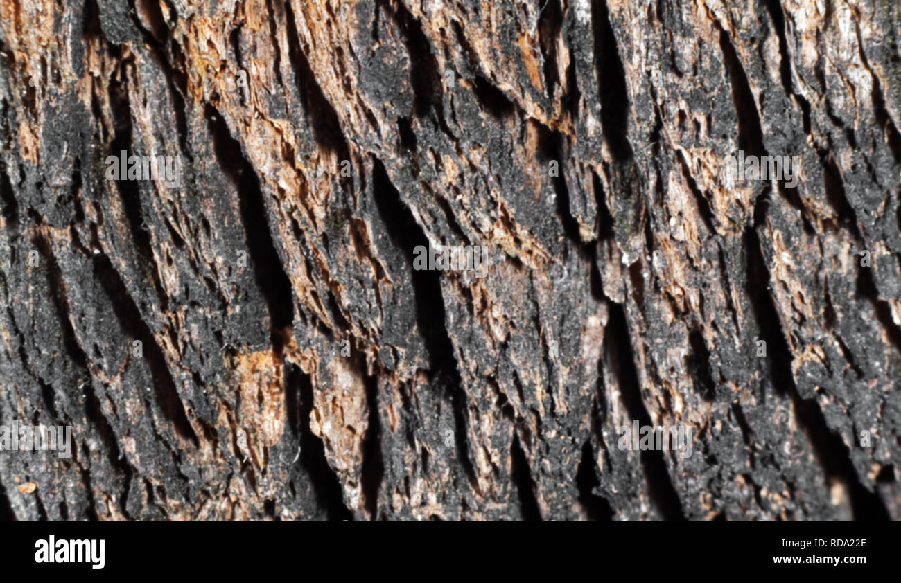 Sfocare lo sfondo di antichi di corteccia di albero con modelli di ombreggiatura Foto Stock