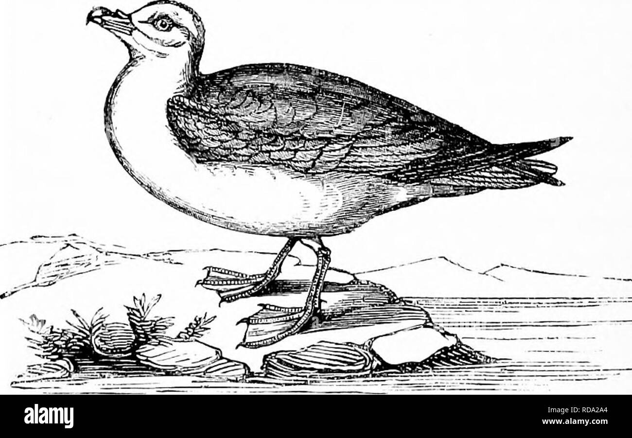 . Rettili e uccelli. Un popolare conto dei vari ordini; con una descrizione delle abitudini ed economia dei più interessanti. Uccelli e rettili. 310 LA LAEIDJE. foundland, Islanda e le Isole Feroe; il Comune Skua [Lestris eataractes), comunemente chiamato Stoeland marrone. Le procellarie {Procellaria, Linn.) sono caratterizzati da un becco gibbous, la cui estremità è agganciata, e sembra realizzato in pezzo unico e come se raccordata al resto della mandibola superiore. Questi uccelli mai tuffarsi e nuotare raramente ; ma nel loro volo rapido si passa sopra le onde e compaiono effettivamente a piedi u Foto Stock
