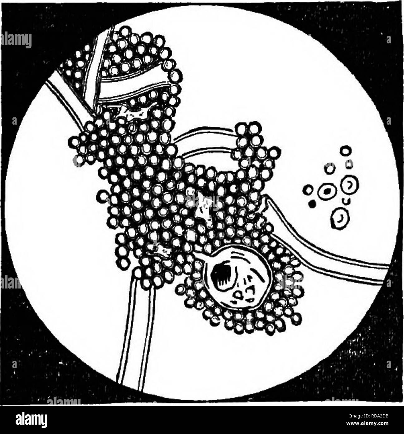 . Un'analisi chimica e fisica del latte, il latte condensato e lattanti " latte-alimenti, con speciale riguardo al igieniche e sanitarie di ispezione di latte : una guida di laboratorio, sviluppato dall'esperienza pratica, destinata per farmacisti, medici, sanitarians, studenti, etc. Latte; neonati. 33 Latte contenente medicinali. Lewald di esperimenti hanno dimostrato che le sostanze medicinali sono rapidamente trasportati dal latte; così, per esempio, piombo, arsenico, ossido di zinco, sub-nitrato di bismuto, tintura di iodio e ferro da stiro, di antimonio e di sali di mercurio. ' Non è stato determinato che il latte ne soffre, sotto l'influenza- en Foto Stock