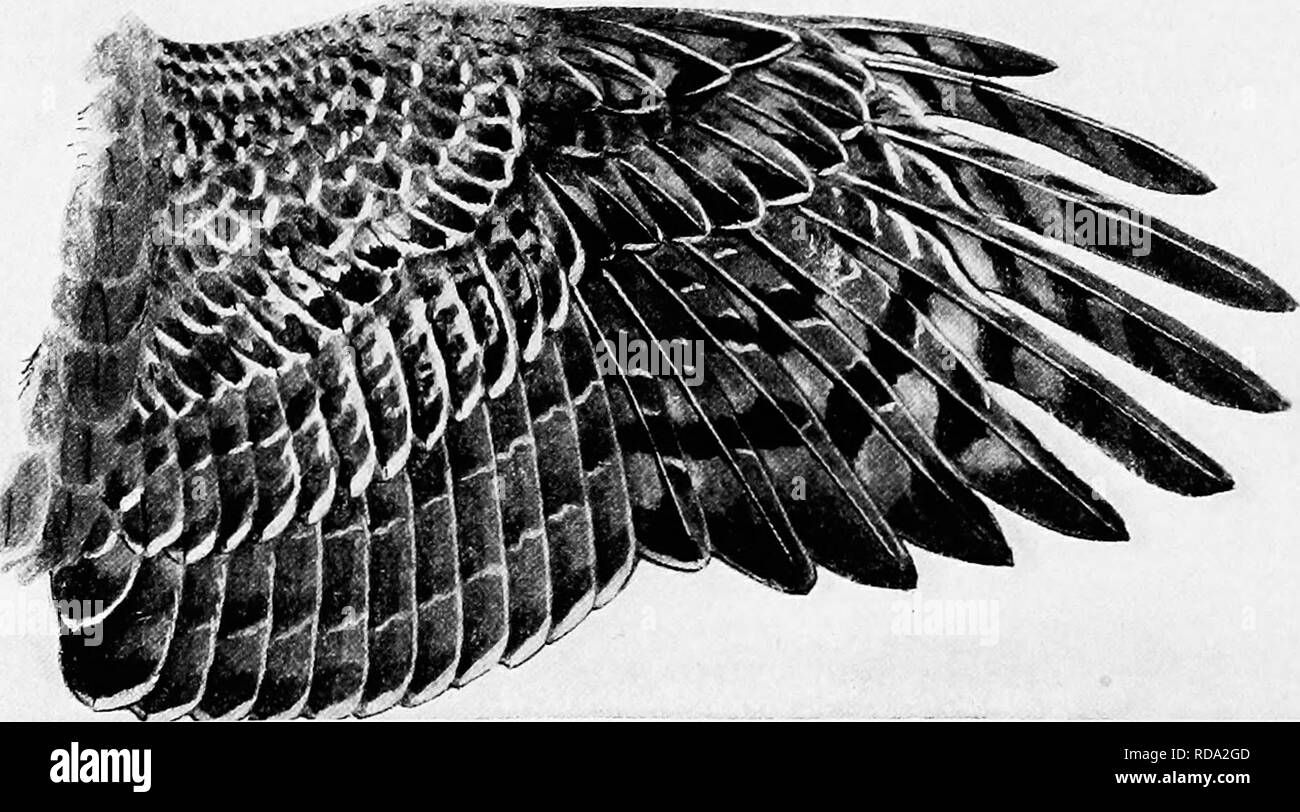 . [Articoli su uccelli da National Geographic Magazine]. Gli uccelli. Dipinto di Louis Agassiz Fuertes ALA DI FALCON, o lungo il falco alato (uPPFr), e l'ALA DI astore, o corto-WINGLD HAWK (inferiore) lungo-ala è adattato a swift fliglit all aperto, essendo piatto, lungo e stretto, rigida e imbroken alla fine soltanto le piume esterno essendo dentellata, e che solo per un breve periodo di dis- tanza. Il corto-ala è adattato per precipitare il volo nel coperchio, essendo breve e ampia, profondamente cupped, elastico, e con il "aleroni profondamente dentellata su almeno cinque piume. cava, dal volteggiare o "squillo Foto Stock