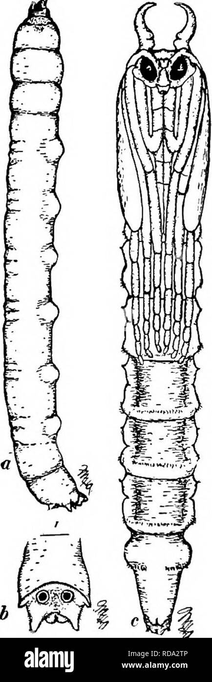 . Di acqua fresca biologia. Biologia di acqua dolce. Fig. 1380. La gru-fly Epiphragma Jascipennis, femmina adulta. Fig. 1381. Epiphragma: un, Arva; b, fine della larva da sopra; c, pupa. L'host di ditteri superiori che sono qui respinto come Muscidae in senso ampio, ma le larve di questi (Fig. 1382) differiscono dai loro parenti terrestri da caratteri del momento in meno rispetto a quelli appena menzionati. Qualche piccolo famihes sono più interessanti per la loro idoneità per luoghi speciali in acqua, entrambi e larvale pupal inscena essendo passato in situazioni simili. Il net-winged moscerini (Blepharo-. Si prega di notare che t Foto Stock