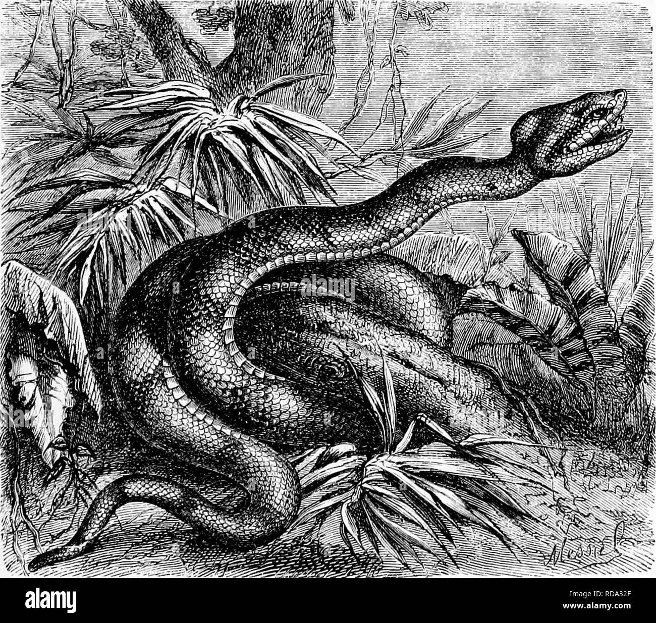 . Rettili e uccelli. Un popolare conto dei vari ordini; con una descrizione delle abitudini ed economia dei più interessanti. Uccelli e rettili. Tassa-de-lancia. 79, sul terreno. Un rudiment del curioso appendice caudale della American Rattlesnakes si trova come un semplice perno-come scala nella specie Asiatica, costituente il genere Halys. Alcuni hanno la testa coperta con scale, aventi piccoli scudi sul bordo della fronte e sopracciglia ; le guance sono squamosa, e le estremità di coda in una colonna vertebrale. Di questi, l'Americano genere Craspe- docephalus e il genere asiatico Trimeresurus hanno .sub-cau Foto Stock