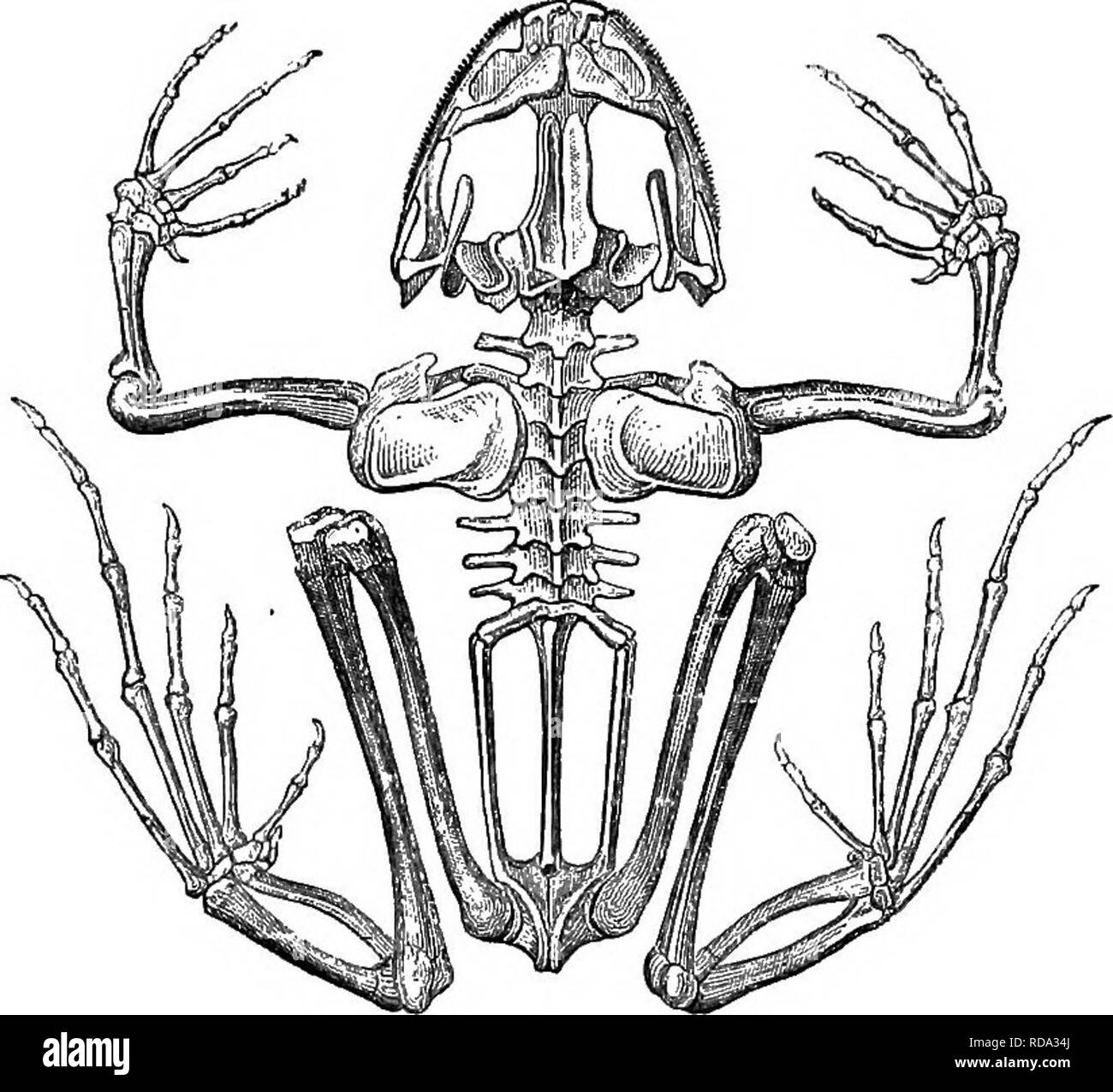 . Rettili e uccelli. Un popolare conto dei vari ordini; con una descrizione delle abitudini ed economia dei più interessanti. Uccelli e rettili. Intelligenza di BATEAOHIANS. 13. imperfetta, la struttura del cuore solo presentando un ventricolo; il "sangue, tornando dopo una rigenerazione parziale nei polmoni, si confonde con quello che non è ancora revivified: questo fluido miscelato è lanciato nel sistema economico dell'animale. Così Eeptiles e ba- trachians sono detto di lui a sangue freddo gli animali più es- particolarmente il per- mer, in cui gli organi respiratori, che sono un con- stant s Foto Stock