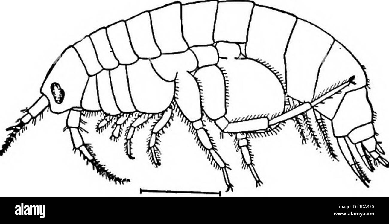 . Di acqua fresca biologia. Biologia di acqua dolce. Principalmente un gruppo marini; il solo genere noto dall'acqua fresca del Nord America, entra con i suoi ospiti, essendo trovati su parassiti delle branchie e nell'gill cav- ities di decapodi dei generi Palaemo- netes e Palaemon. Tre specie sono note e si trovano lungo la costa atlantica dal New Hamsphire in Florida e nel fiume Mississippi in Louisiana. Fig. 1306. Probopyrus pandalicola Packard. Un maschio; X 30. B Femmina; X 3. (Dopo Richard- figlio.) 11(2) 12 (25) 13 (14) corpo compresso. Pleopods diviso in due insiemi, le prime tre coppie con Foto Stock
