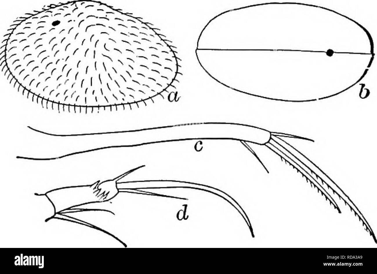 . Di acqua fresca biologia. Biologia di acqua dolce. Fig. 1272. Cypris (Cyprinotus) burlingtonensis, (a) vista laterale, X 16; (b) vista dorsale; (c) Furca. 59 (58) dorsale di seta furca più di larghezza di furca da subterminal griffa 60 60 (61) La Shell senza marcature, traslucido. La valvola di destra il più grande. Cypris {Cyprinotus) americanus Cushman 1905. Lunghezza 1,50 mm., larghezza 0,70 mm., altezza 0,80 mm. Incolore. Setae Natatory raggiungere ai suggerimenti del terminale di griffe. Quarto segmento della prima gamba con quattro brevi spine extra. Tratto terminale della seconda gamba strozzata in centrale e con due file longitudinali di minuto Foto Stock