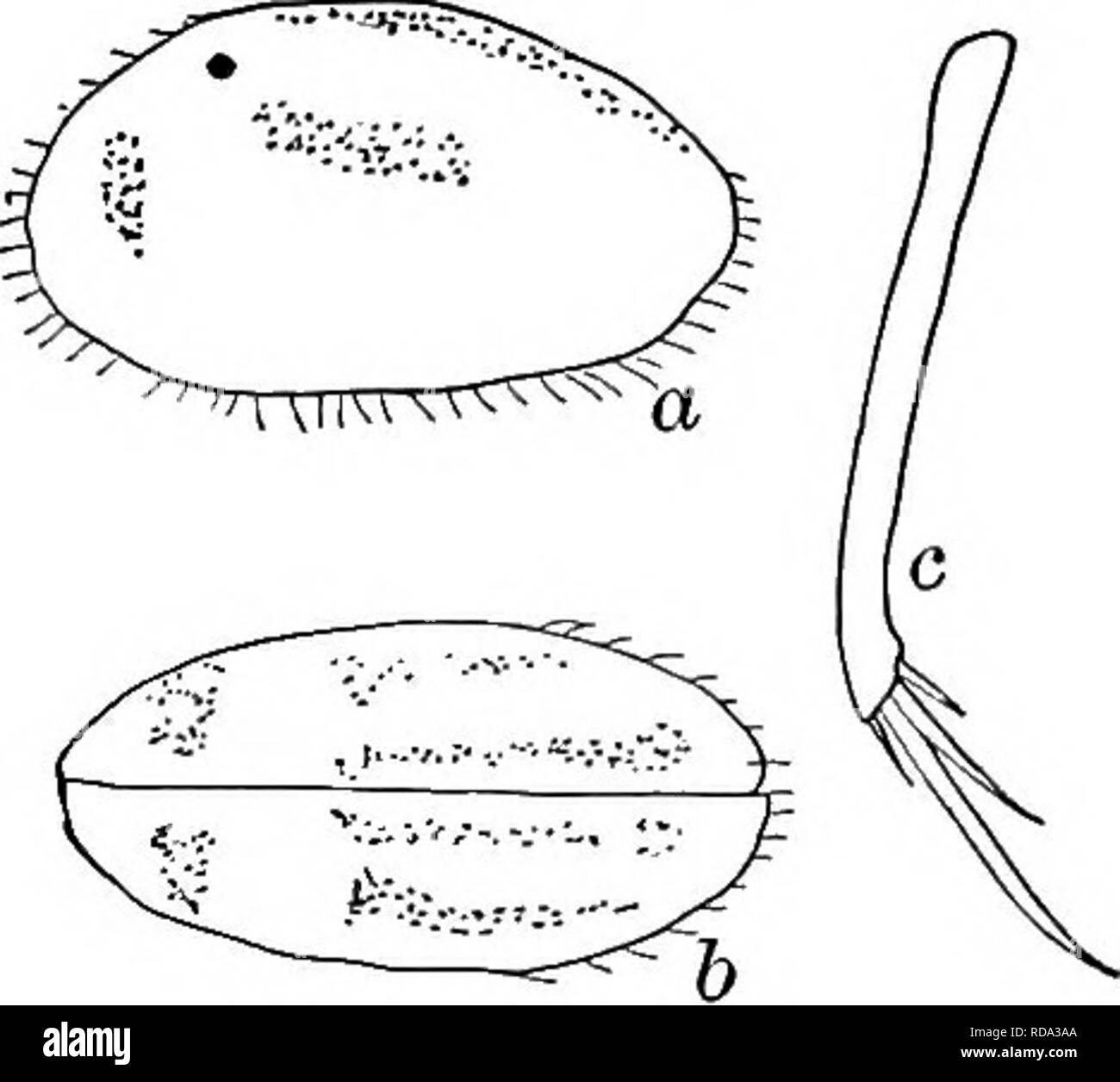 . Di acqua fresca biologia. Biologia di acqua dolce. (A) guscio sinistro dall'interno 58 (59) dorsale di seta furca meno di larghezza di furca da subterminal artiglio (Fig. 1272c). Cypris (Cyprinotus) burlingtonensisTuineii&amp;g^. Lunghezza 1,50 mm., altezza 0,70 mm., larghezza 0,70 mm. Marrone giallastro con bluastro nero strisce longitudinali sul dorso e sui lati. Hairy. Natatory setae si estendono leggermente oltre i suggerimenti del terminale di griffe. Spine mascellare dentato. Furca slanciato e dritto, circa diciotto volte più a lungo come ampia. Pinna dorsale seta vicino alla griffa subterminal. Poco profonda, temporaneo, piscine erbosa. Ohio, Georgia, Delaware.. Fig. Foto Stock
