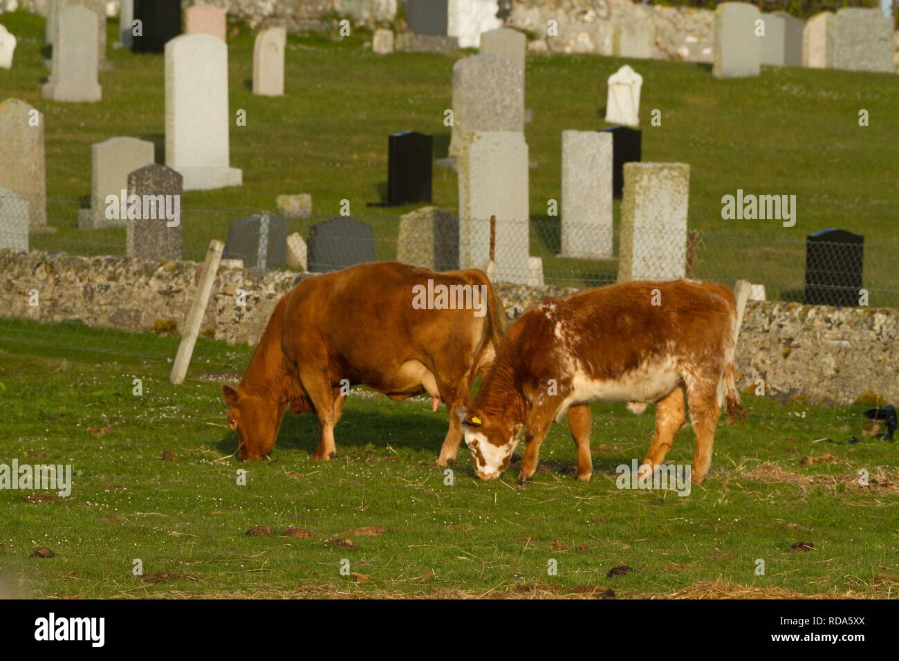 Misto il pascolo di bestiame ,con sfondo del cimitero Balranald Foto Stock