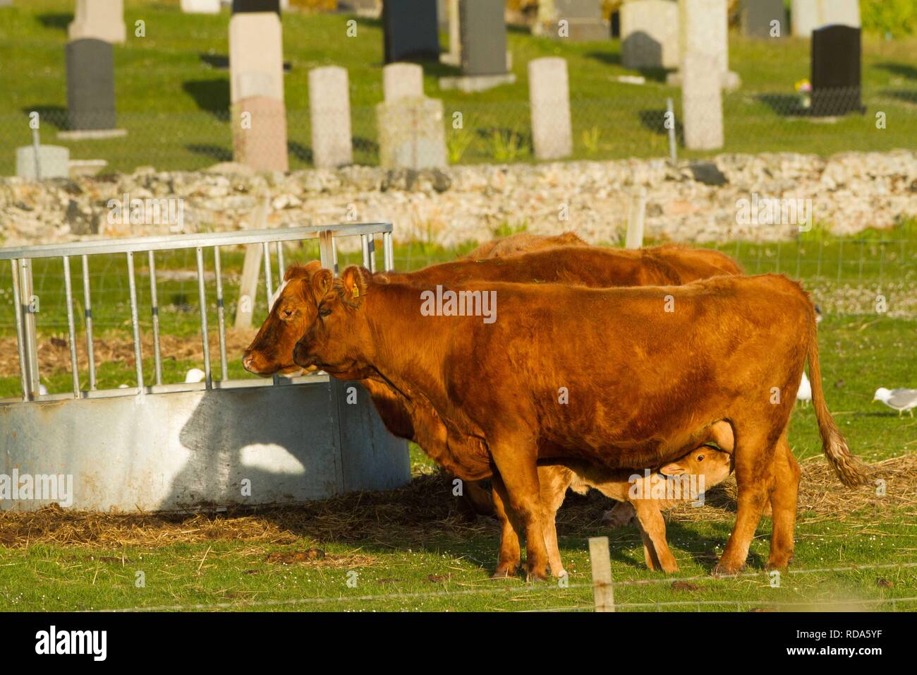 Bovini misti con vitello lattante con sfondo del cimitero Balranald Foto Stock