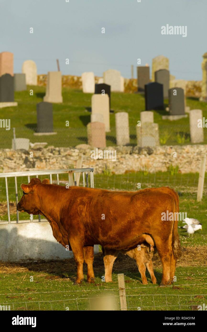 Bovini misti con vitello lattante con sfondo del cimitero Balranald Foto Stock