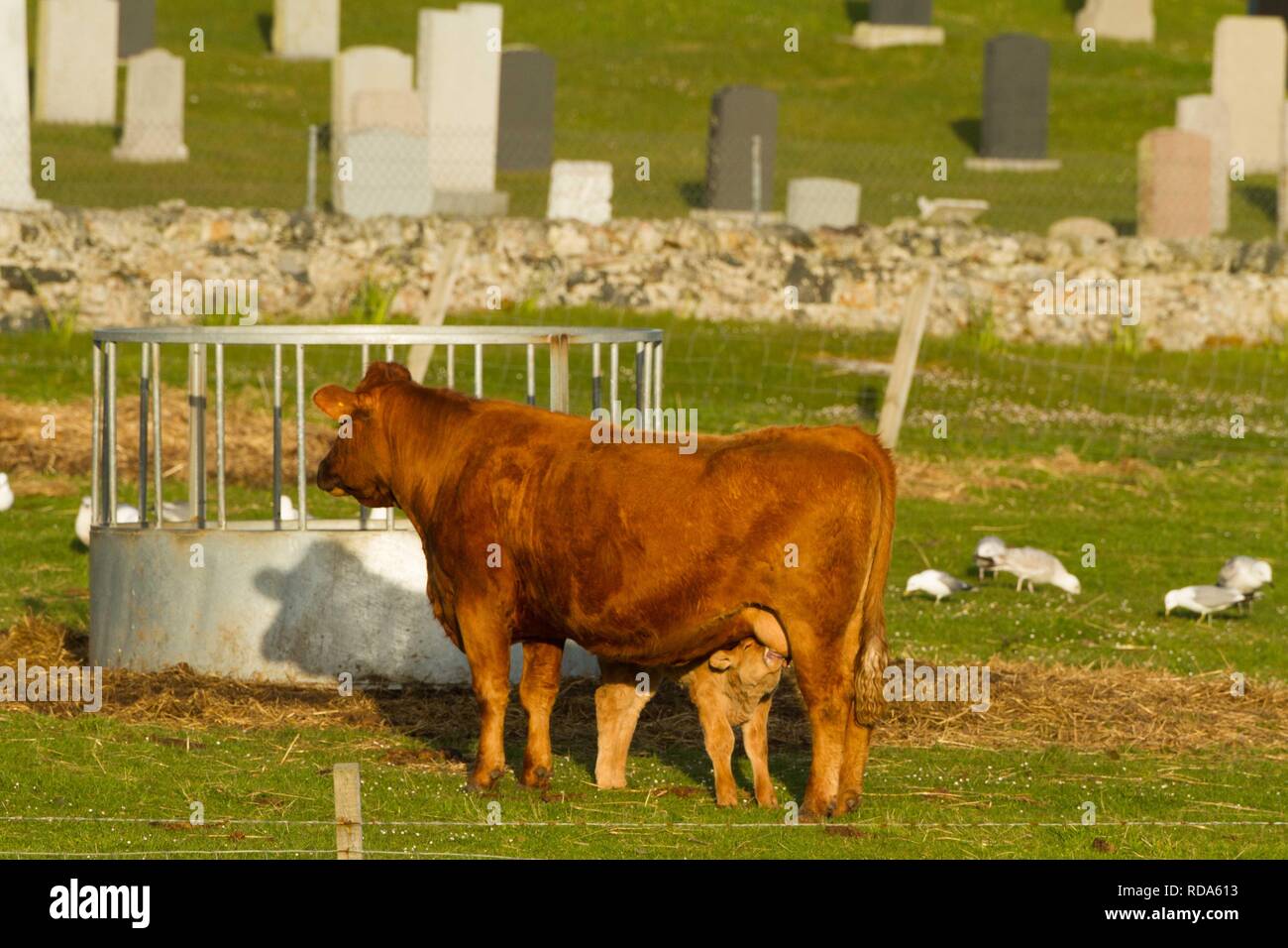 Bovini misti con vitello lattante con sfondo del cimitero Balranald, con Comuni attendent Gabbiani, predatori di Fraticello nest uova Foto Stock