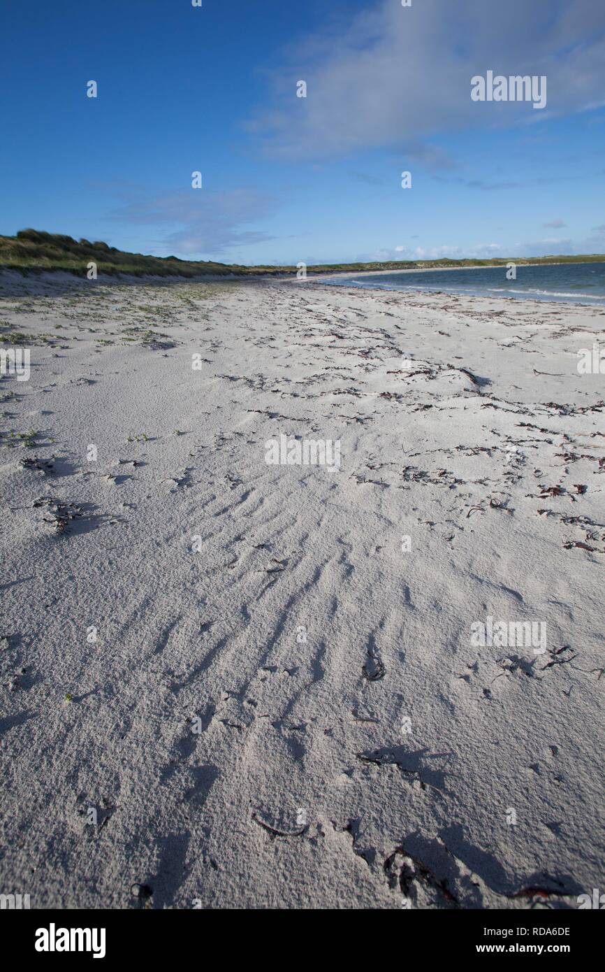 Kelp (Laminaria spp) sulla spiaggia bianca , ideali condizioni di alimentazione per poco terne di alimentazione , chiaro acque poco profonde. Balranald riserva naturale ,RSPB RISERVA. Foto Stock