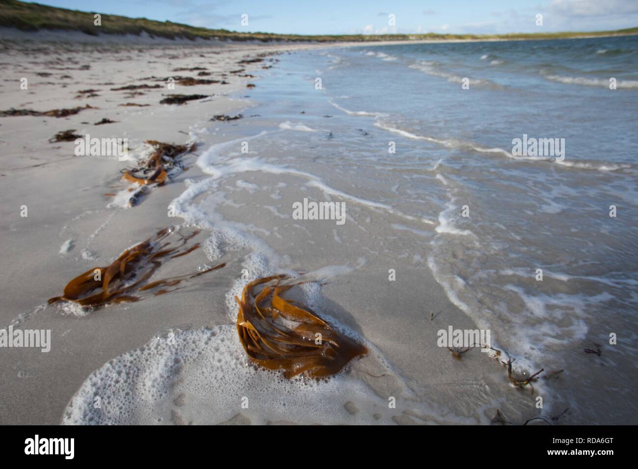 Kelp (Laminaria spp) sulla spiaggia bianca , ideali condizioni di alimentazione per poco terne di alimentazione , chiaro acque poco profonde. Balranald riserva naturale ,RSPB RISERVA. Foto Stock