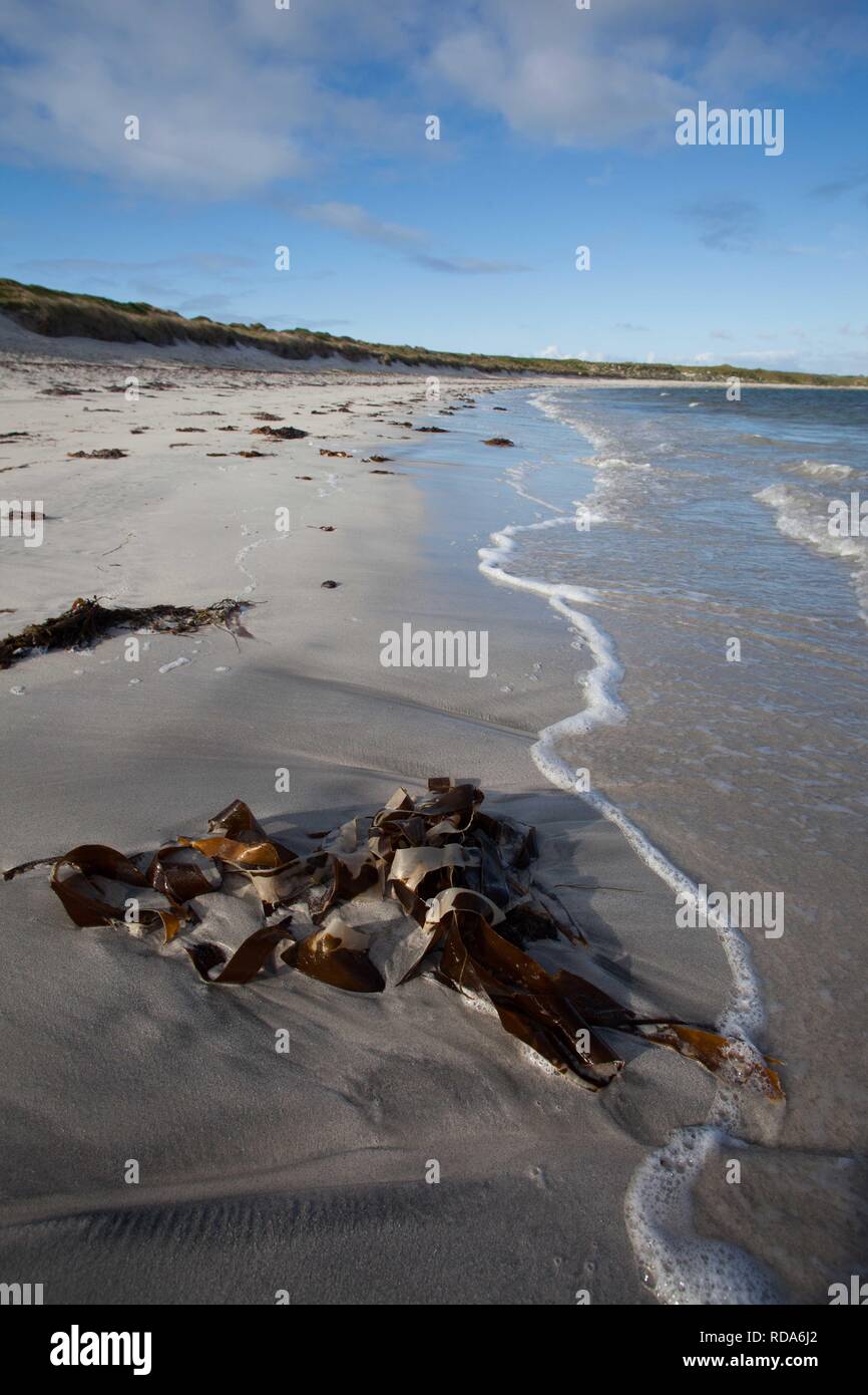 Kelp (Laminaria spp) sulla spiaggia bianca , ideali condizioni di alimentazione per poco terne di alimentazione , chiaro acque poco profonde. Balranald riserva naturale ,RSPB RISERVA. Foto Stock