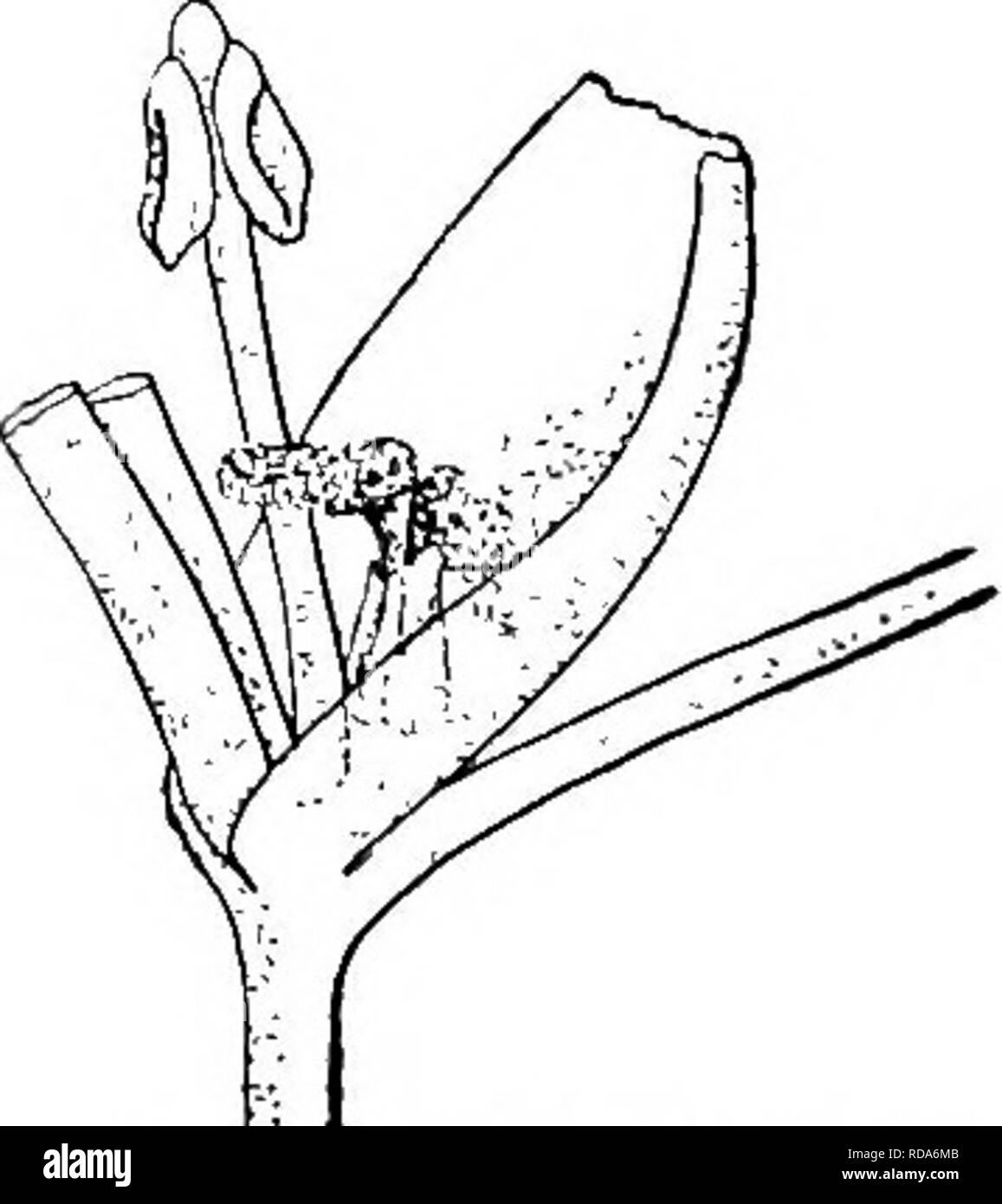 . Di acqua fresca biologia. Biologia di acqua dolce. Vallisneria spiralis. breve esposizione all'aria i fiori la reflex sepali per formare una barca Uttle che galleggia su con il dehiscing stami esposta all'aria, in modo che ogni volta che la barca alloggia per un fiore pistillate alcuni il polline viene depositato sul ricettivo stigma. Il fiore pistillate è solitaria su un lungo peduncolo, che, salendo dalla foglia axils, si allunga molto rapidamente fino a quando il fiore galleggia sulla superficie dell'acqua, quando lo stigma presto è esposto a ricevere il polline dal passaggio di barche di staminate fiori (Fig. 254, pagina 181, e Fig. Foto Stock