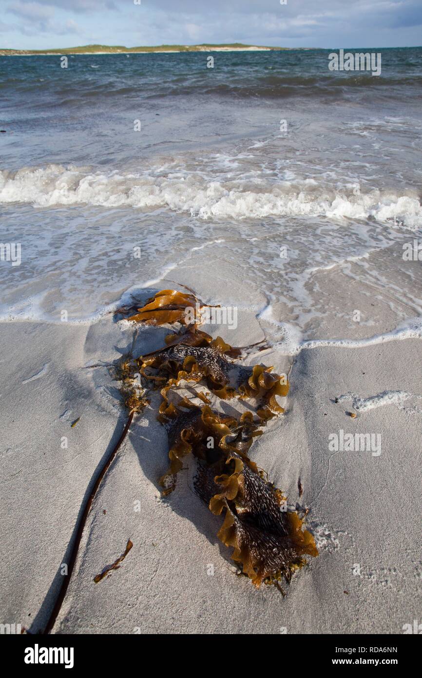 Kelp (Laminaria spp) sulla spiaggia bianca , ideali condizioni di alimentazione per poco terne di alimentazione , chiaro acque poco profonde. Balranald riserva naturale ,RSPB RISERVA. Foto Stock