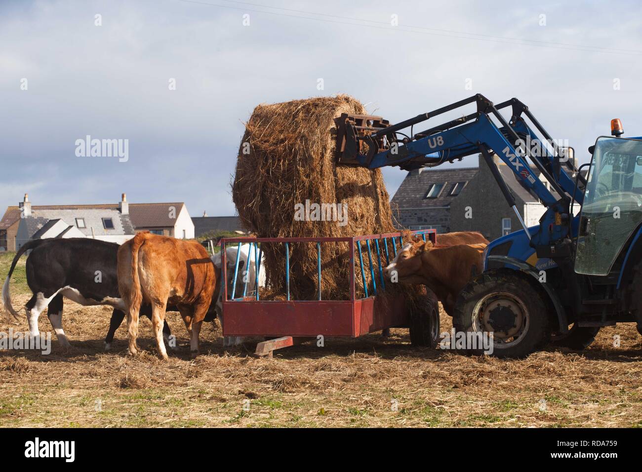 Gestione Crofters Balranald riserva naturale da pascolo di bovini da carne , , la distribuzione di fieno per il bestiame , villaggio in background .Importanza della gestione di habitat costieri ,machir per poco Sterne ,Corncrakes e machir europee di uccelli . Foto Stock