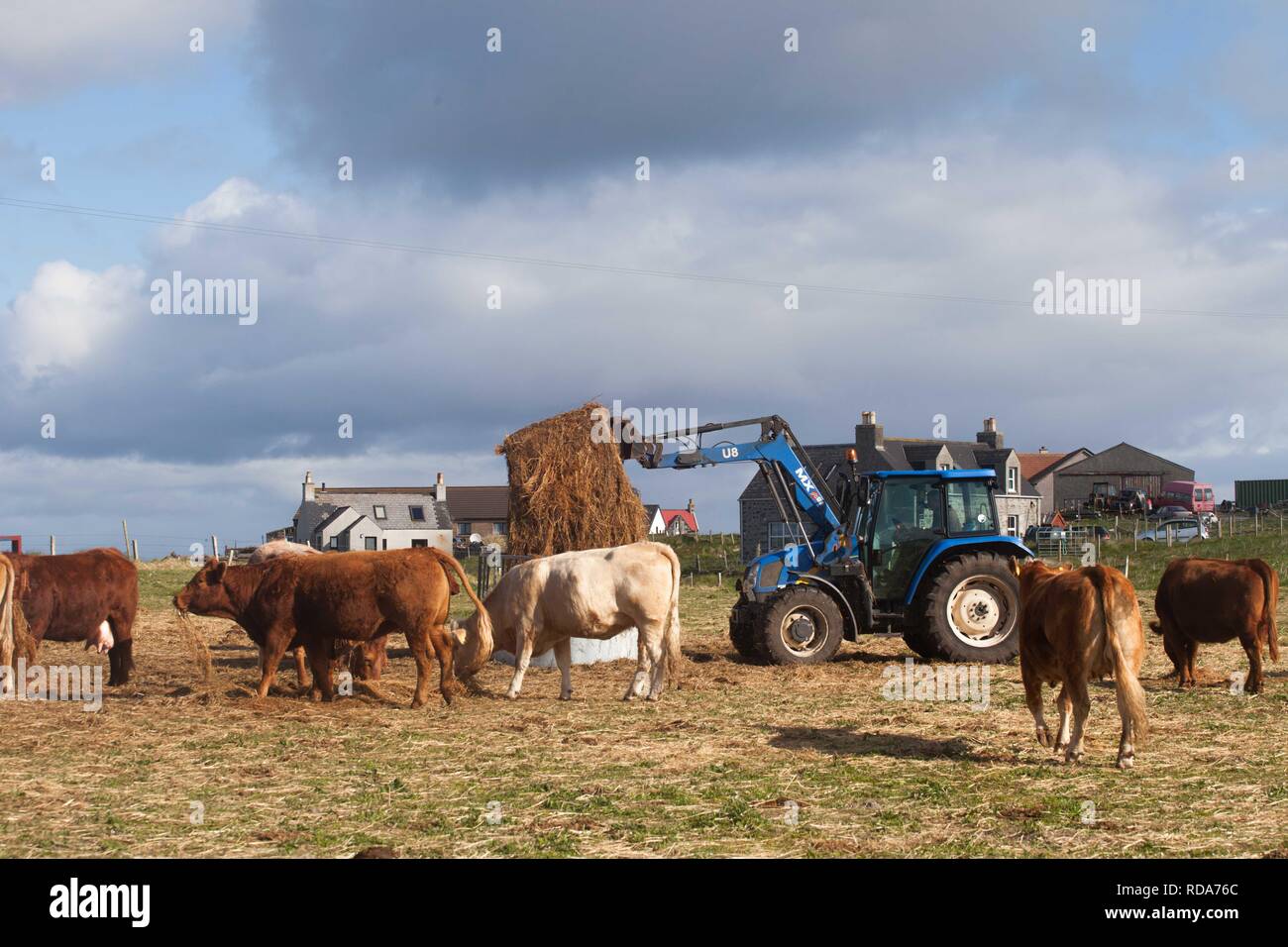 Gestione Crofters Balranald riserva naturale da pascolo di bovini da carne , , la distribuzione di fieno per il bestiame , villaggio in background .Importanza della gestione di habitat costieri ,machir per poco Sterne ,Corncrakes e machir europee di uccelli . Foto Stock