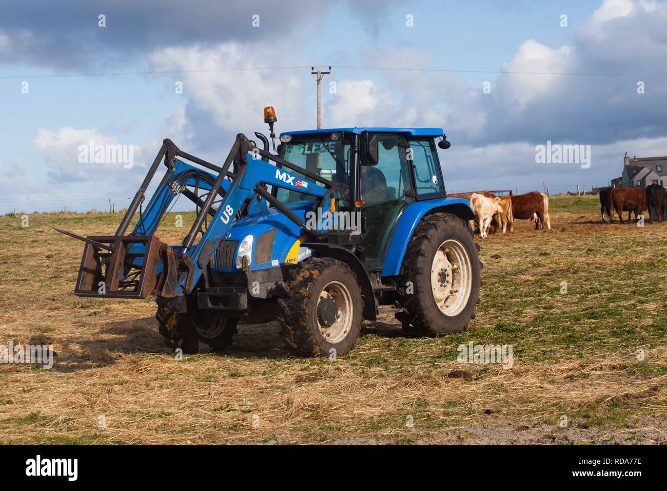 Gestione Crofters Balranald riserva naturale da pascolo di bovini da carne , , la distribuzione di fieno per il bestiame , villaggio in background .Importanza della gestione di habitat costieri ,machir per poco Sterne ,Corncrakes e machir europee di uccelli . Foto Stock